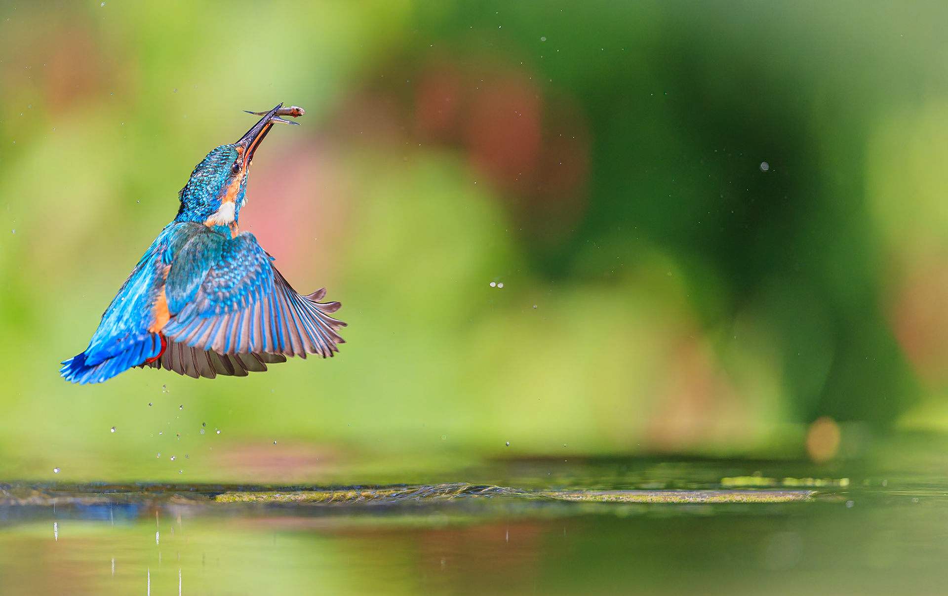 IJsvogel / Common kingfisher (Alcedo atthis)