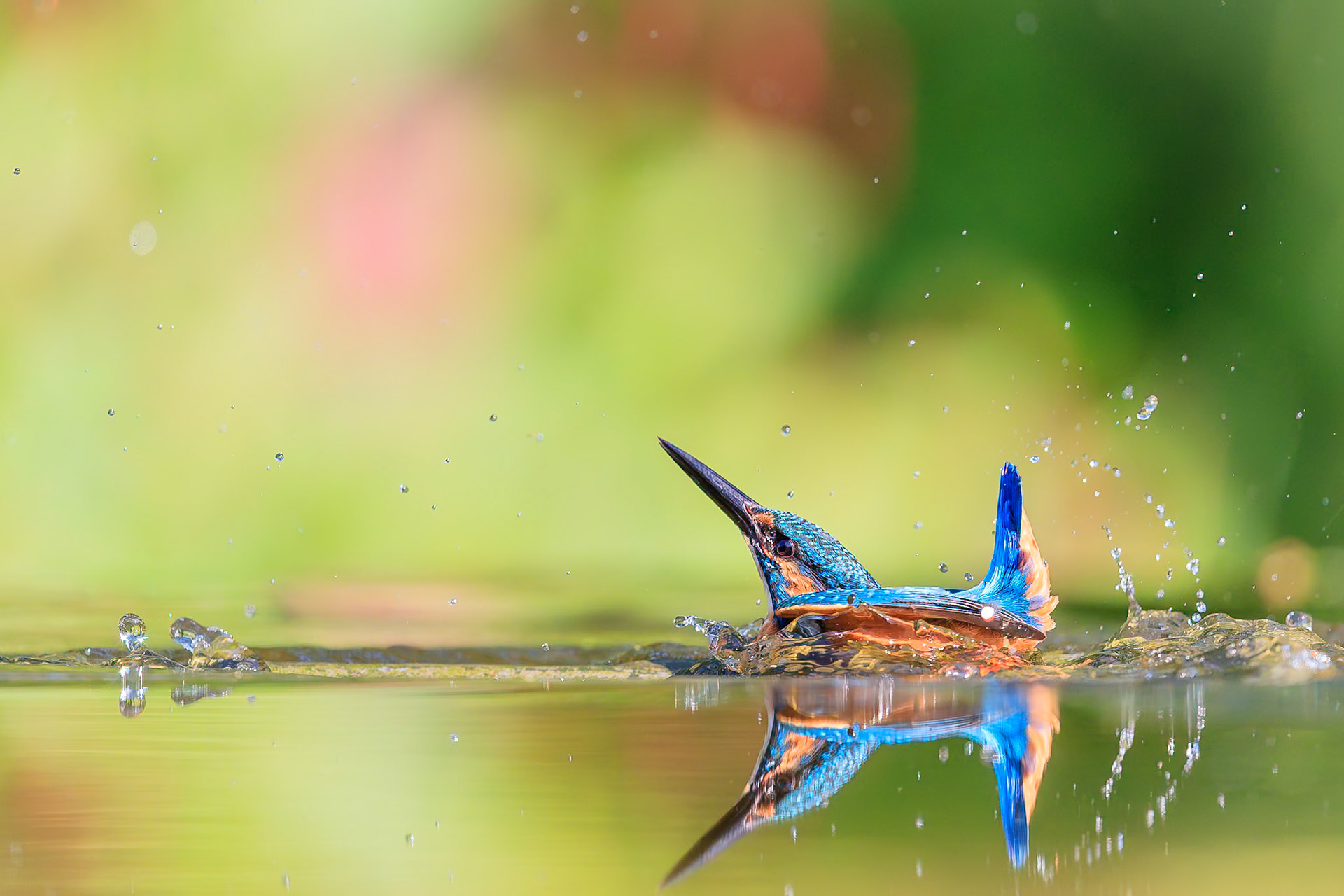 IJsvogel / Common kingfisher (Alcedo atthis)