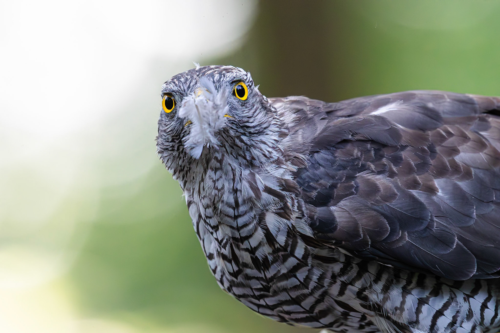 Havik / Northern Goshawk (Accipiter gentilis)