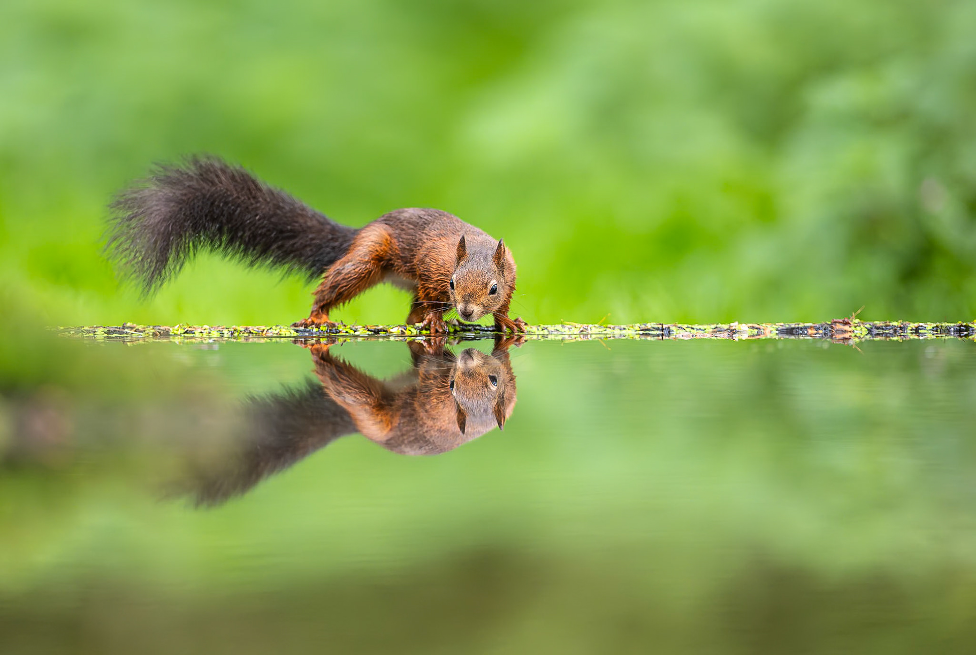 Eekhoorn / Eurasian red squirrel (Sciurus vulgaris)