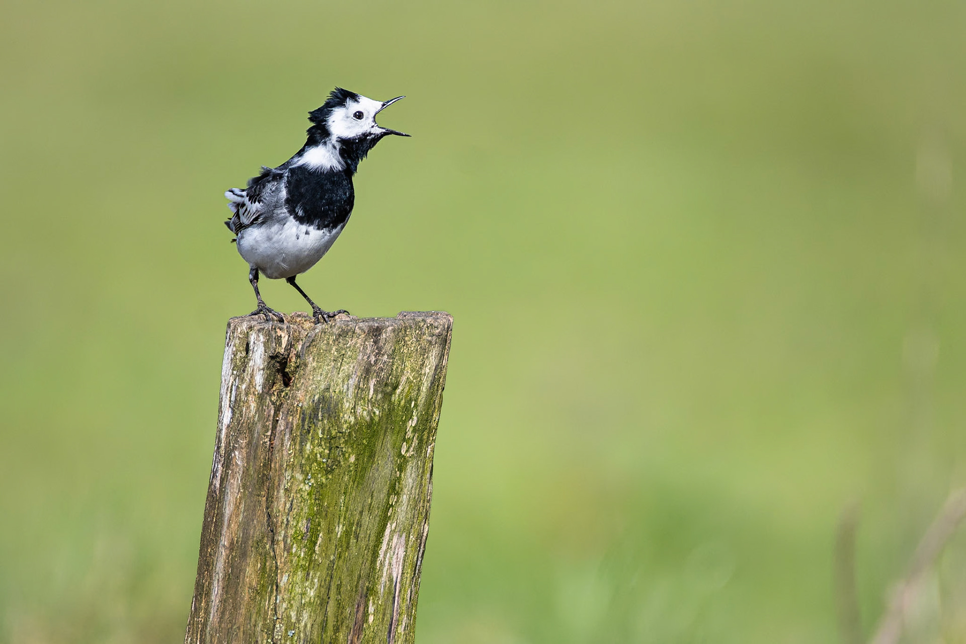 Witte Kwikstaart / White wagtail (Motacilla alba alba)