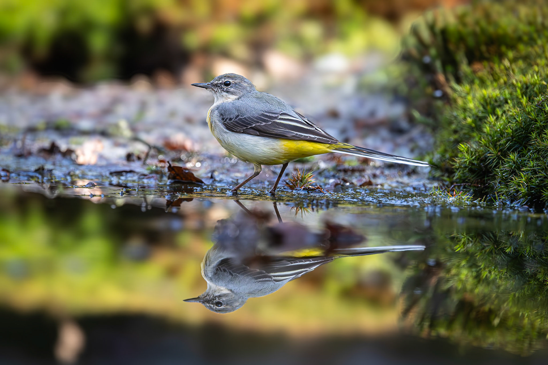 Grote Gele Kwikstaart / Grey Wagtail (Motacilla cinerea)