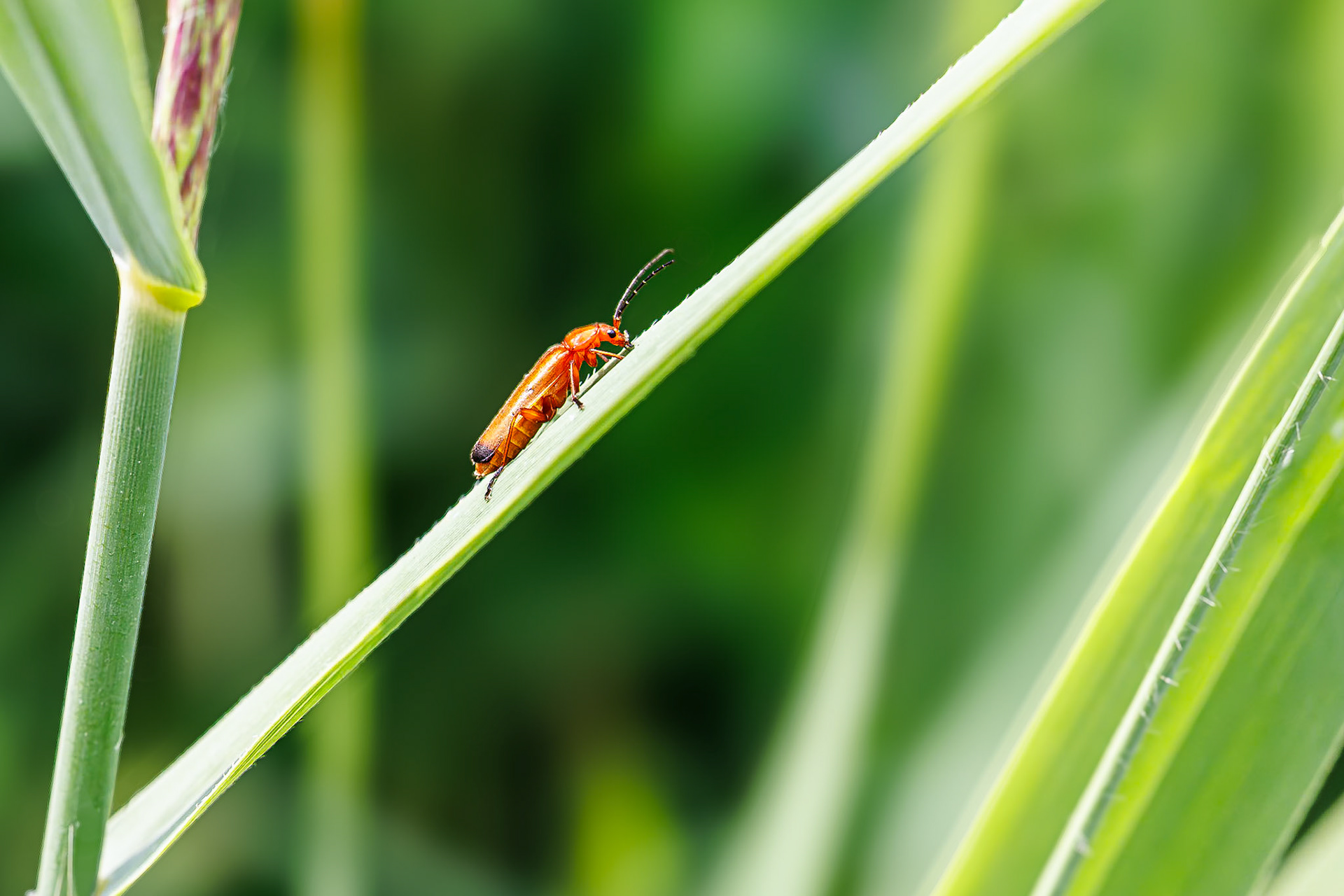 Rode weekschildkever / Common red soldier beetle (Rhagonycha fulva)