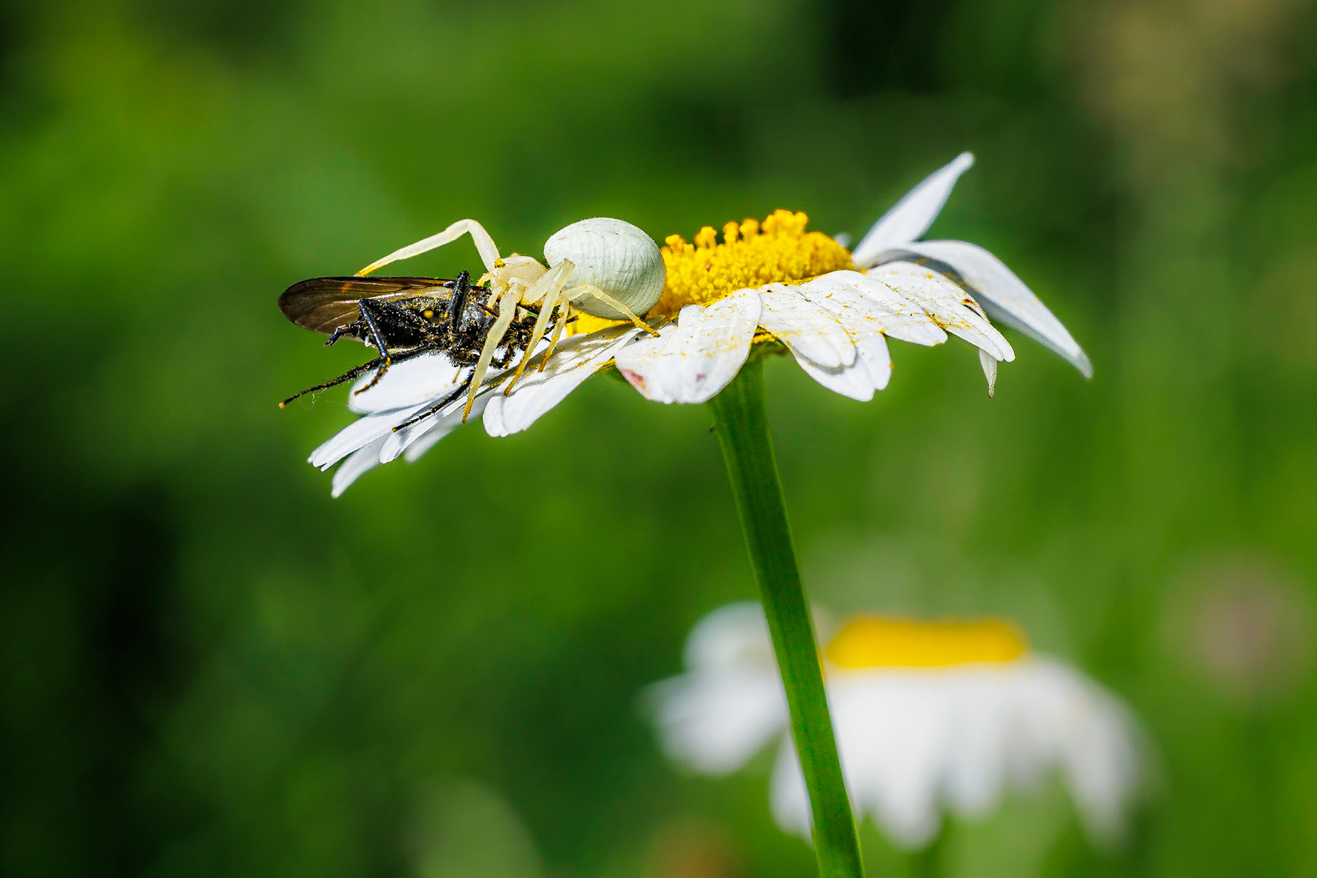 Gewone kameleonspin / Goldenrod crab spider (Misumena vatia)