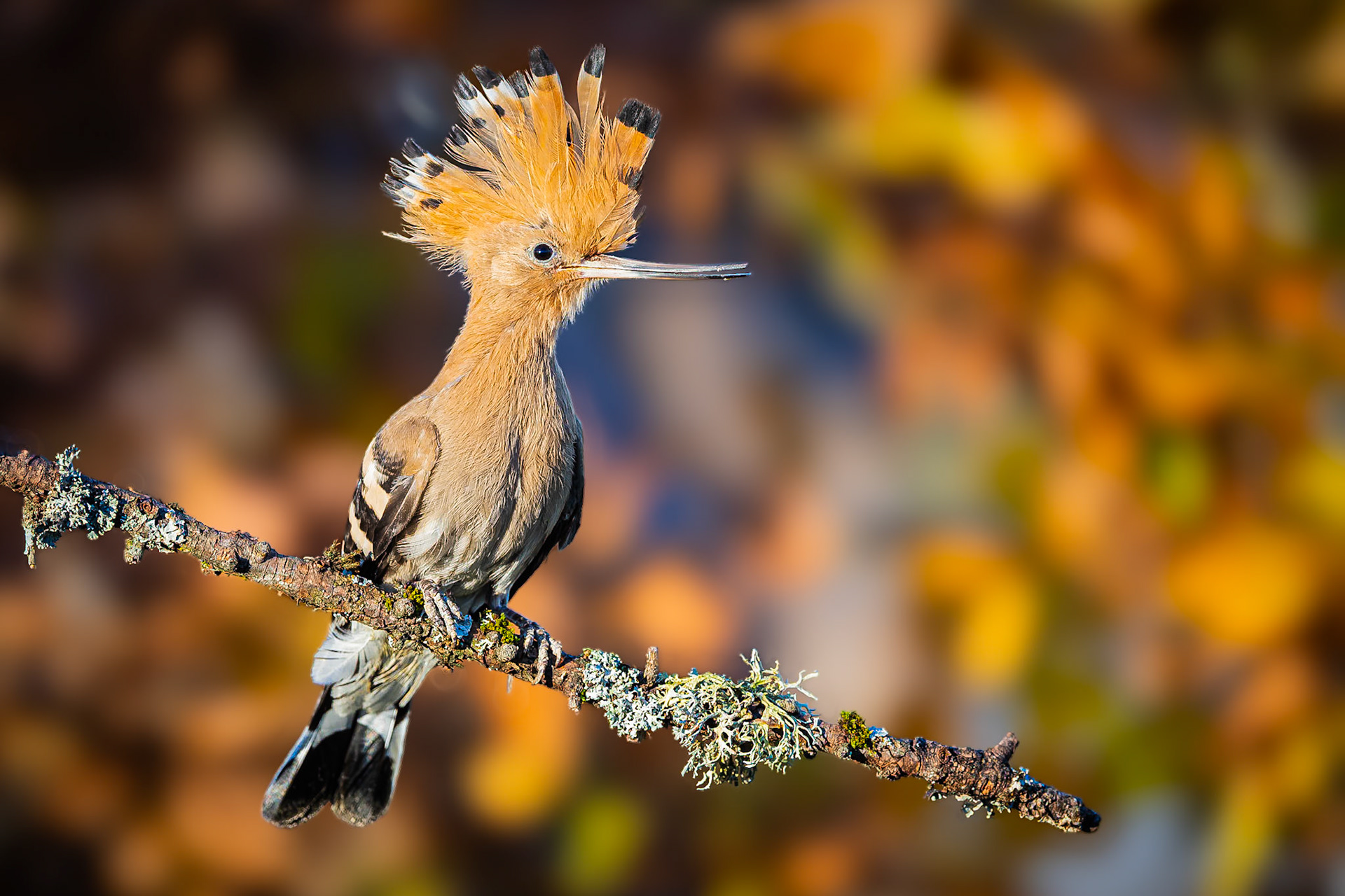 Hop / Hoopoe (Upupa epops)