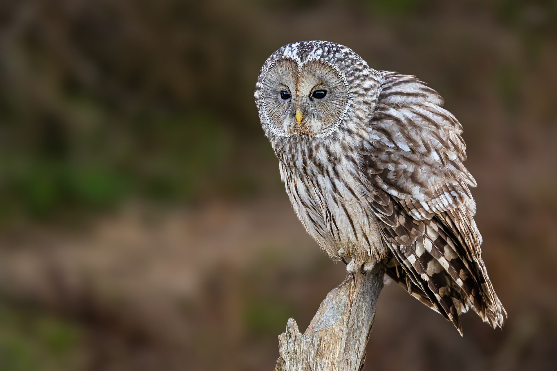 Oeraluil / Ural owl (Strix uralensis)