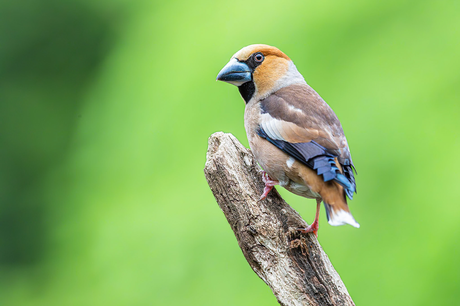 Appelvink / Hawfinch (Coccothraustes coccothraustes)
