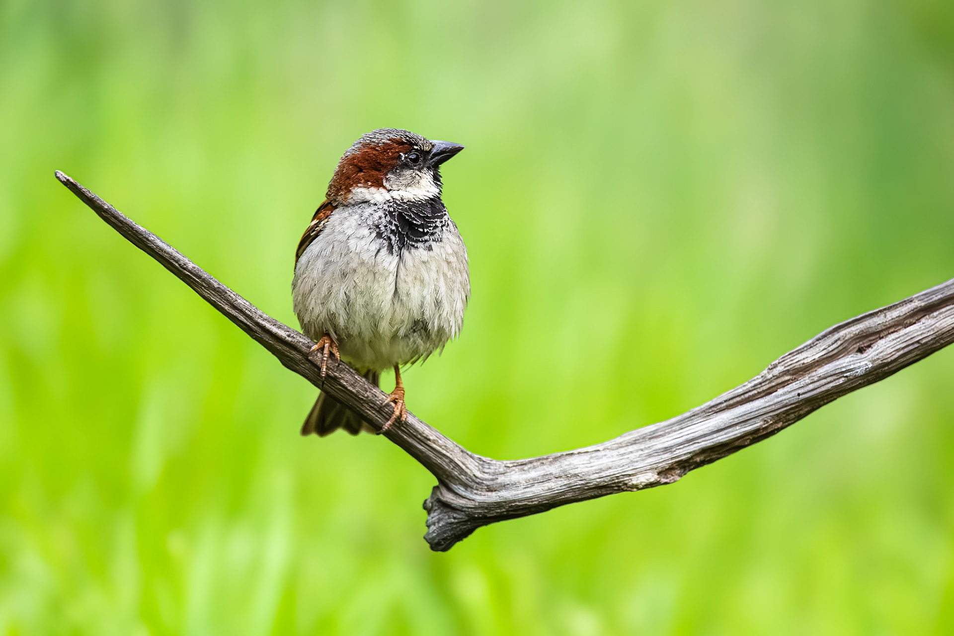 Huismus / House sparrow (Passer domesticus)