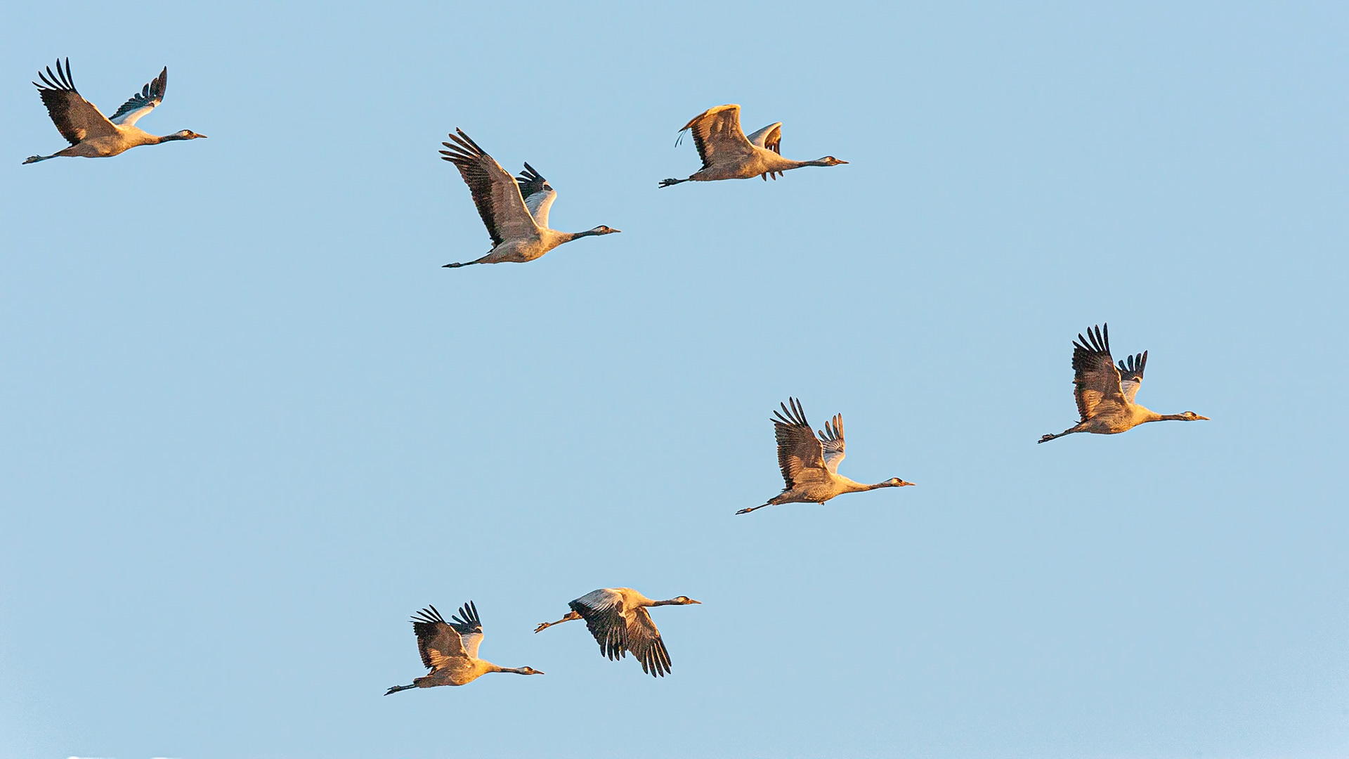 Kraanvogel / Common Crane (Grus grus)