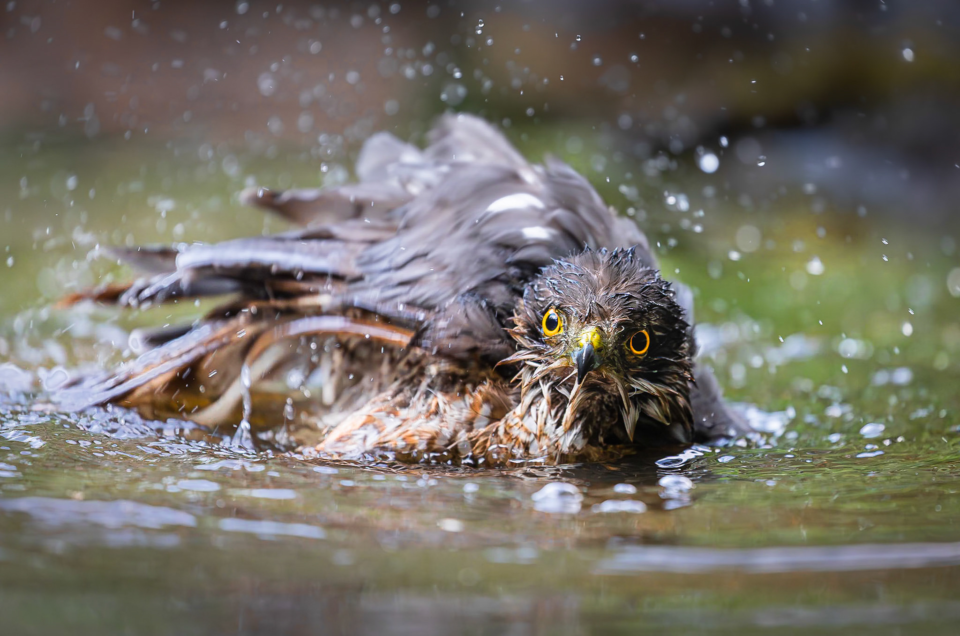 Sperwer / Eurasian sparrowhawk (Accipiter nisus)