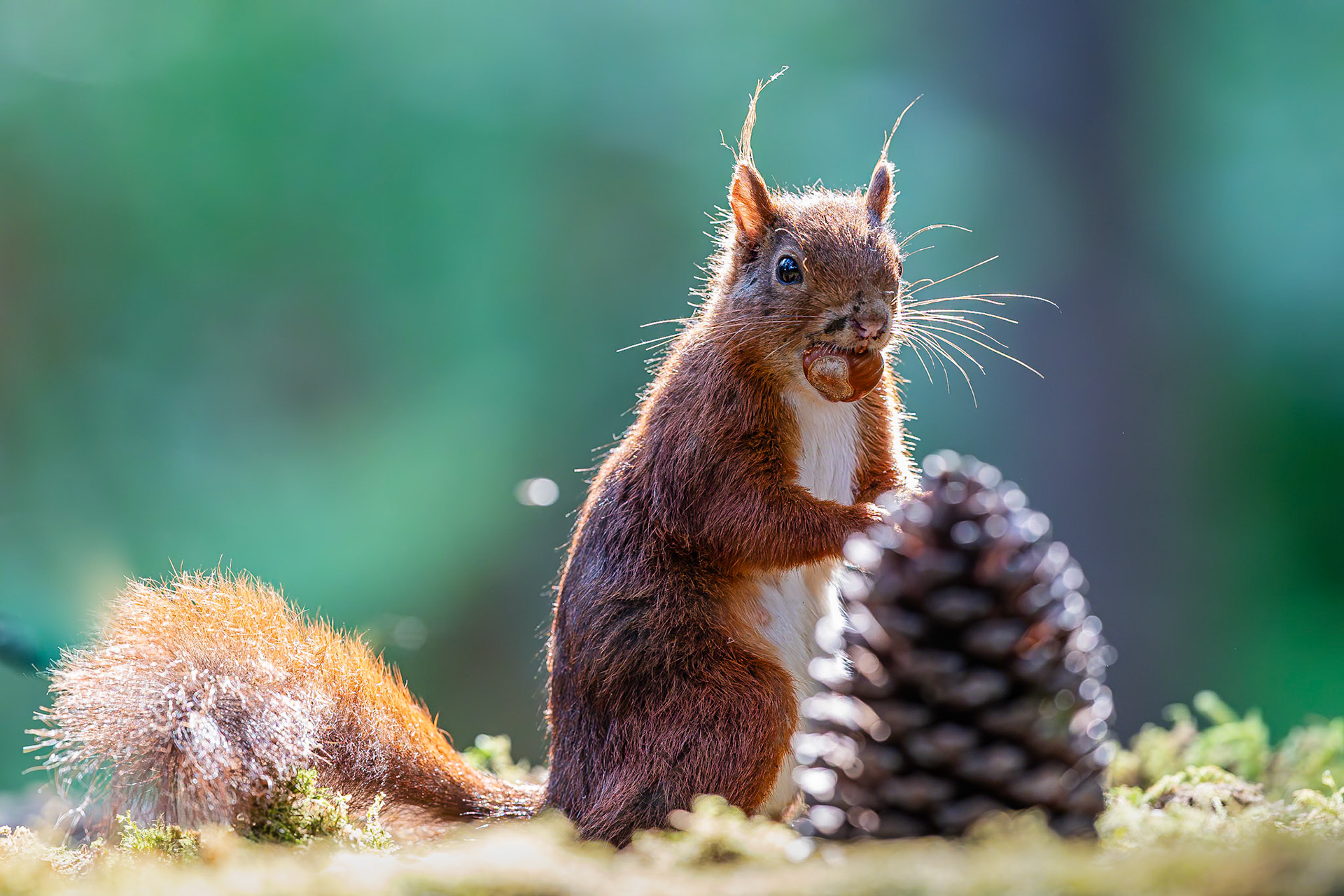 Eekhoorn / Eurasian red squirrel (Sciurus vulgaris)