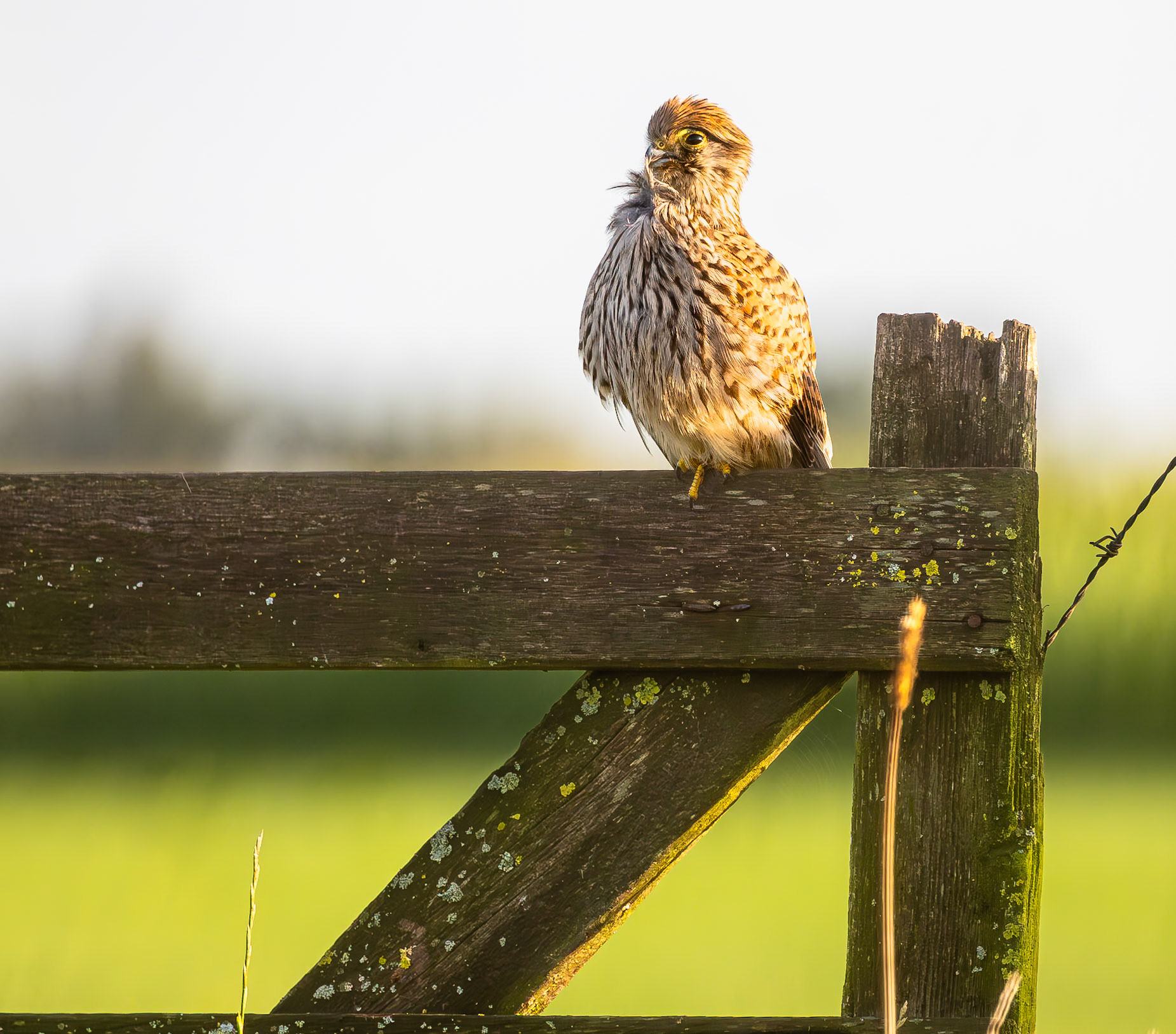 Torenvalk / Common kestrel (Falco tinnunculus)