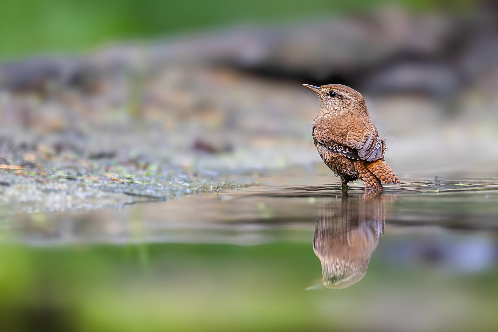Winterkoninkje / Eurasian wren (Troglodytes troglodytes)