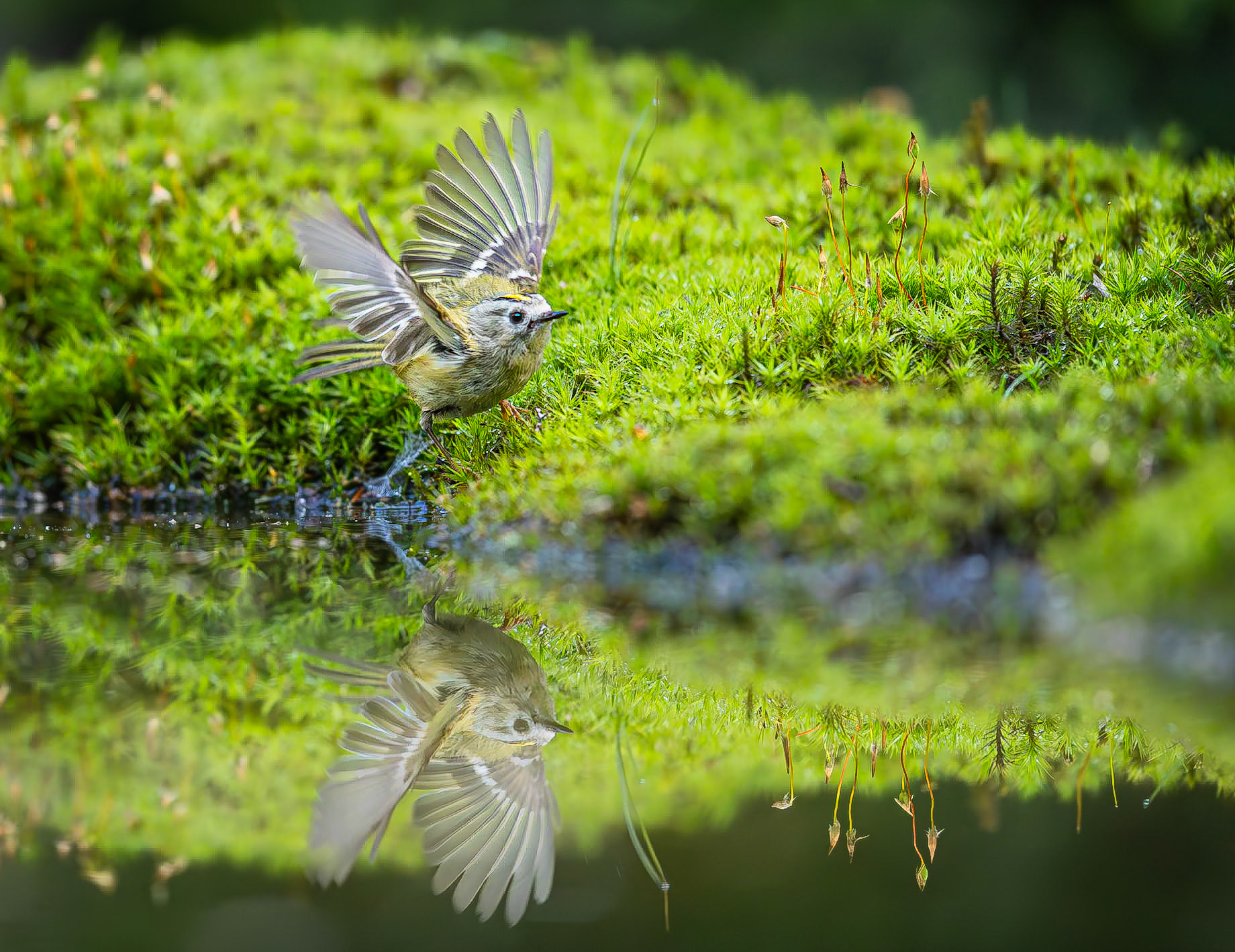 Goudhaantje / Goldcrest (Regulus regulus)