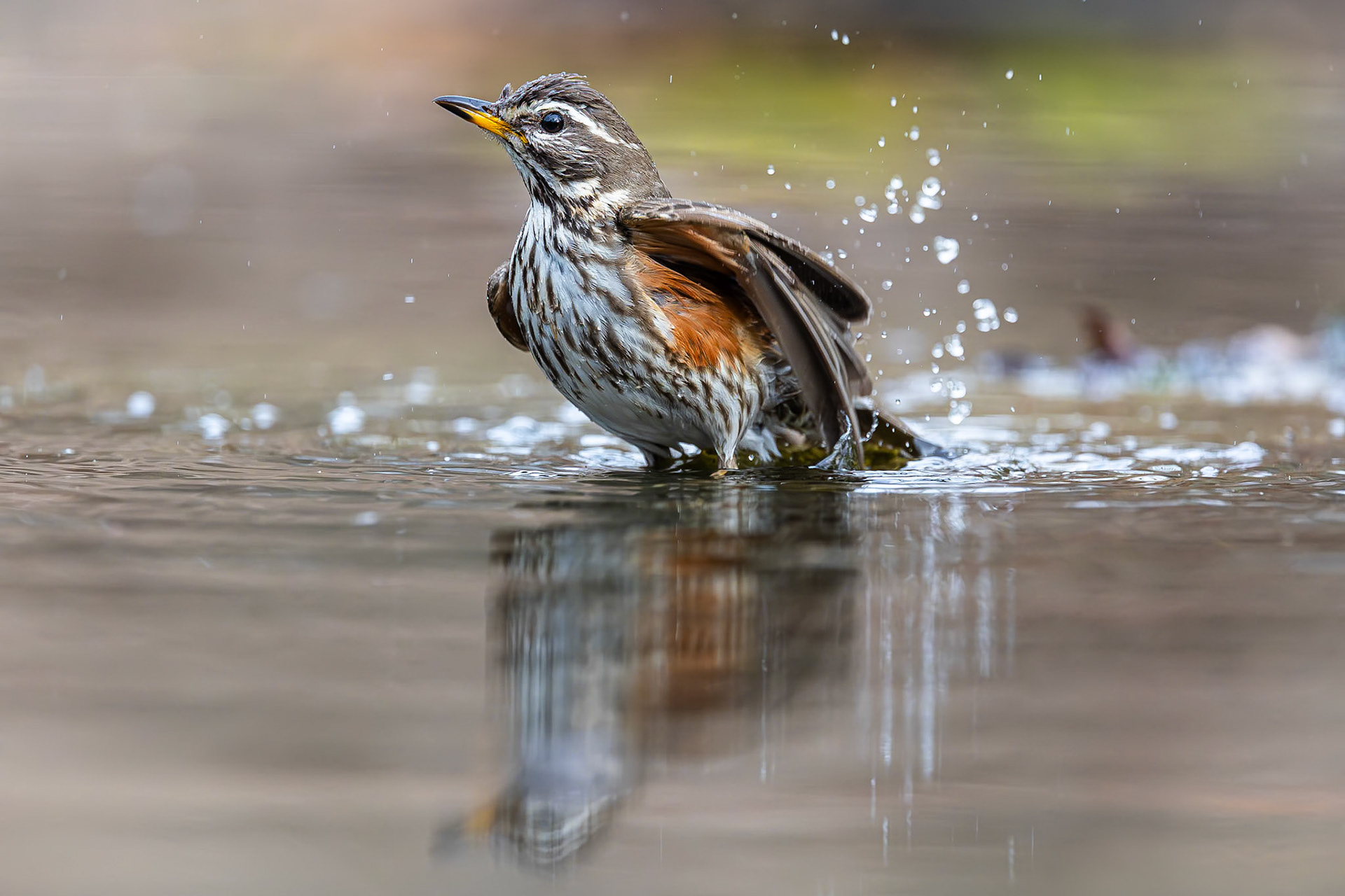Koperwiek / Redwing (Turdus iliacus)