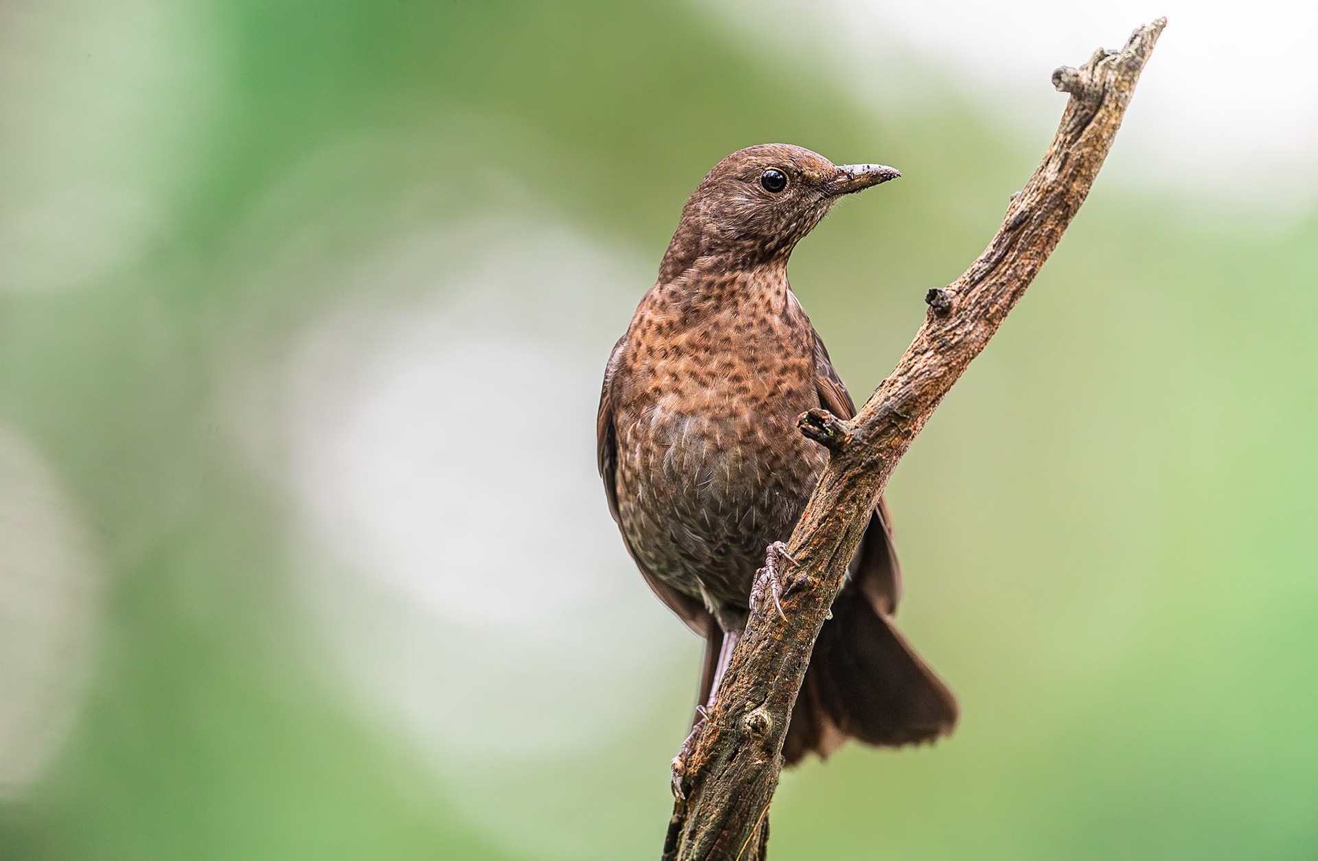 Merel / Common Blackbird (Turdus merula)