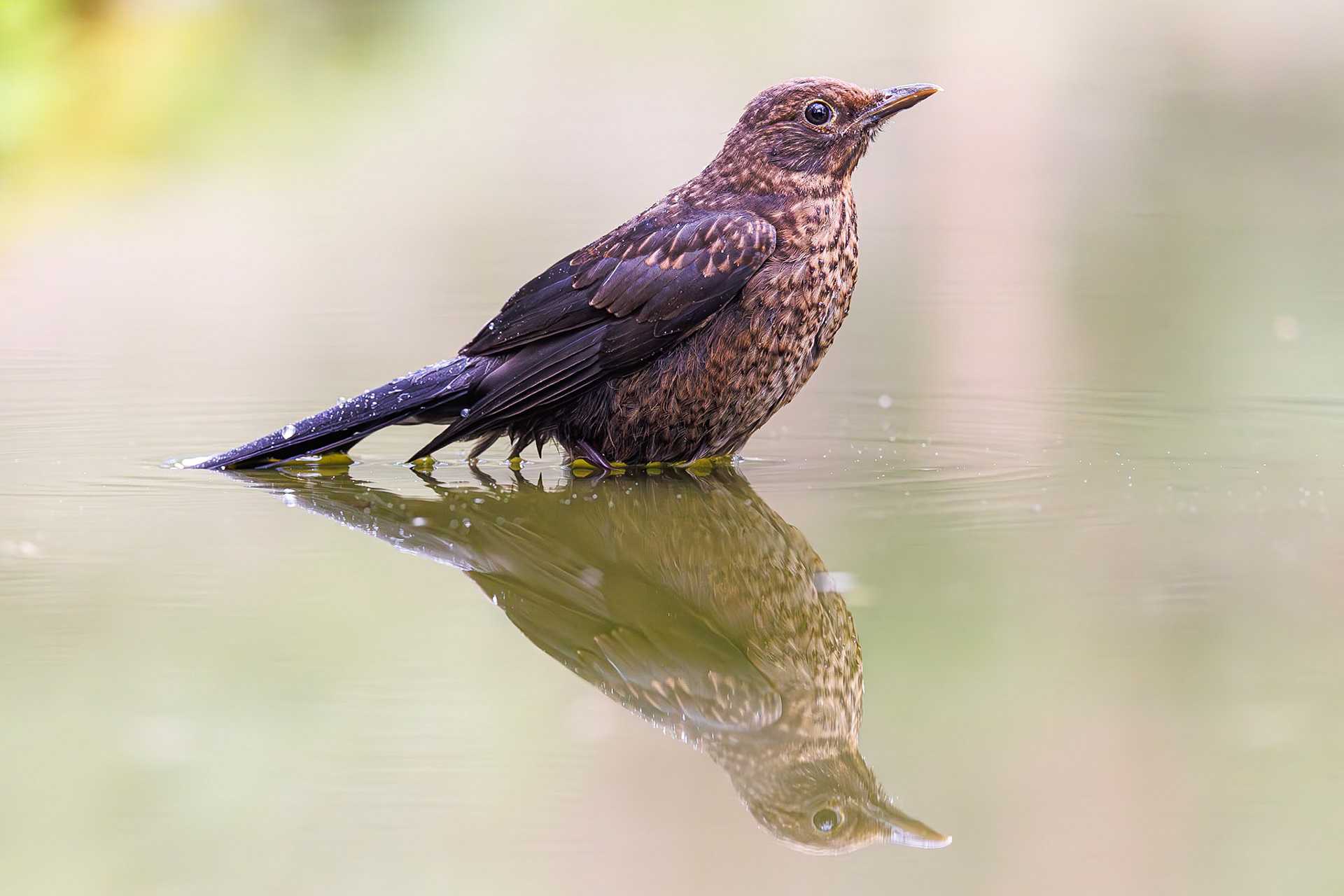 Merel / Common Blackbird (Turdus merula)