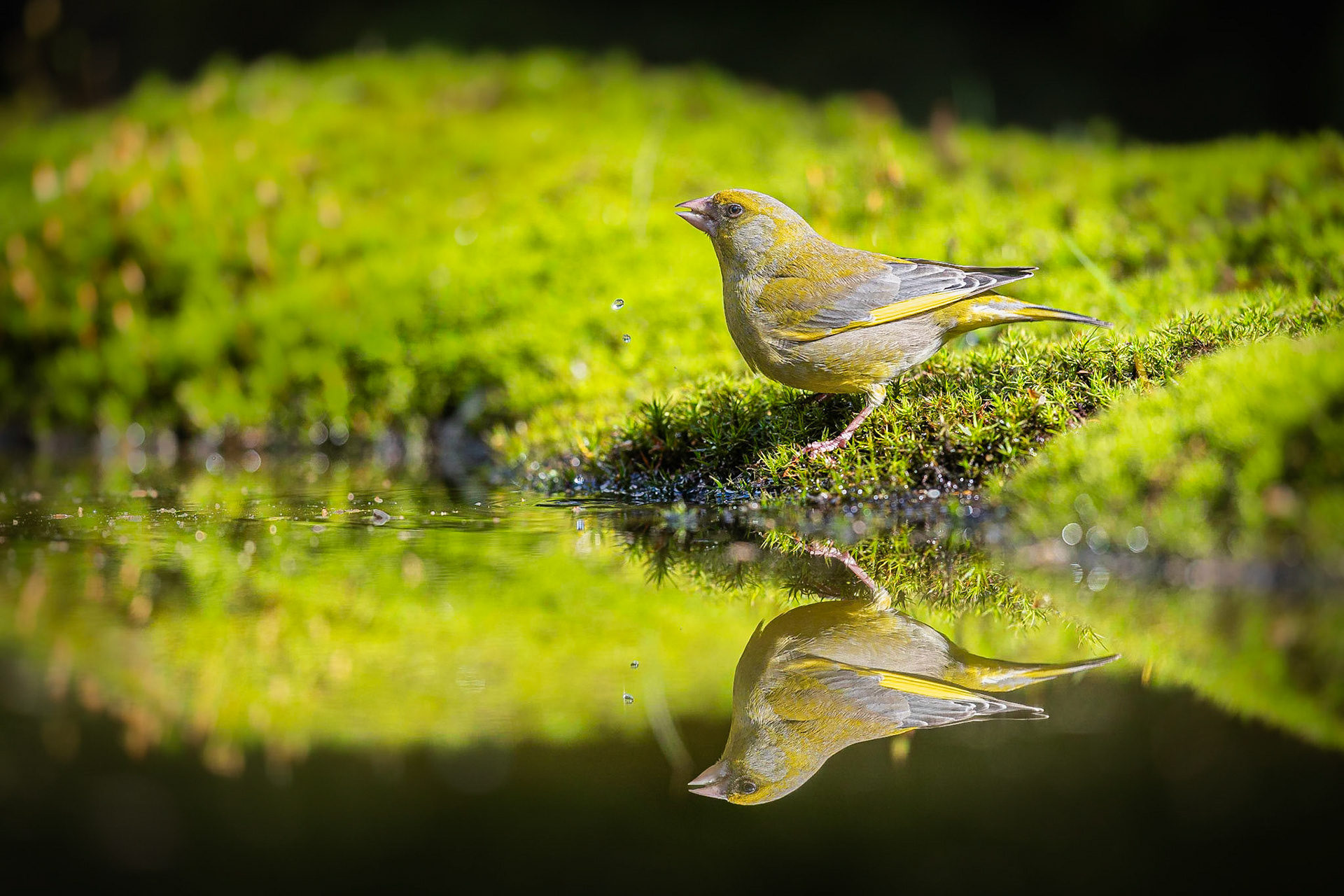 Groenling / European greenfinch (Carduelis chloris)