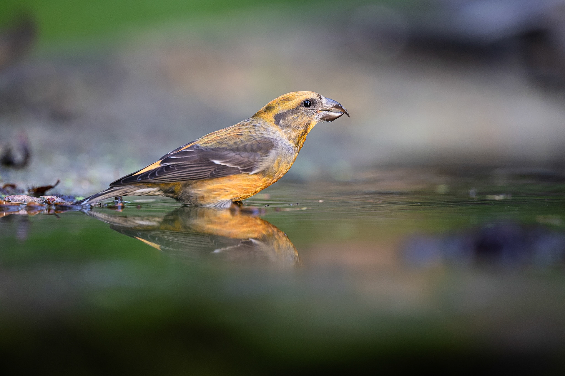 Kruisbek / Red crossbill (Loxia curvirostra)