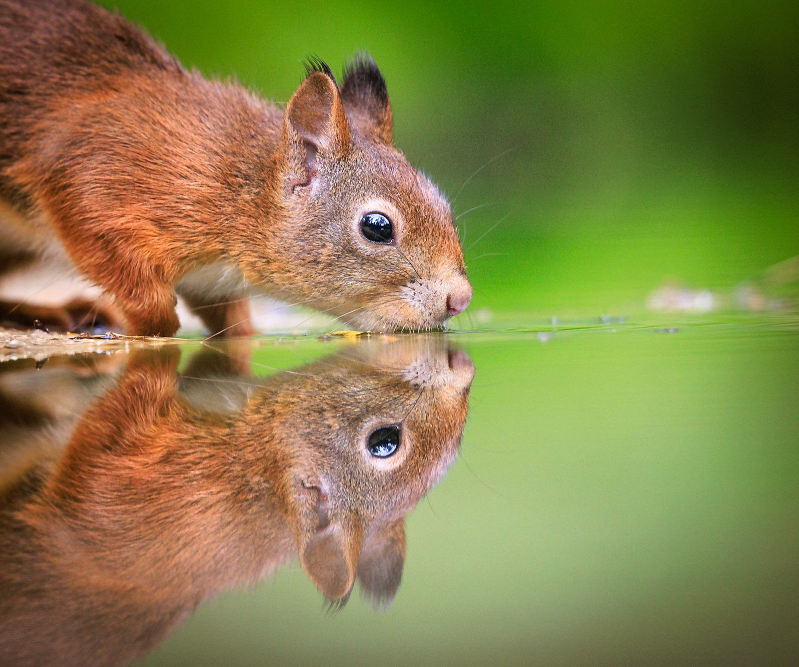 Eekhoorn / Eurasian red squirrel (Sciurus vulgaris)