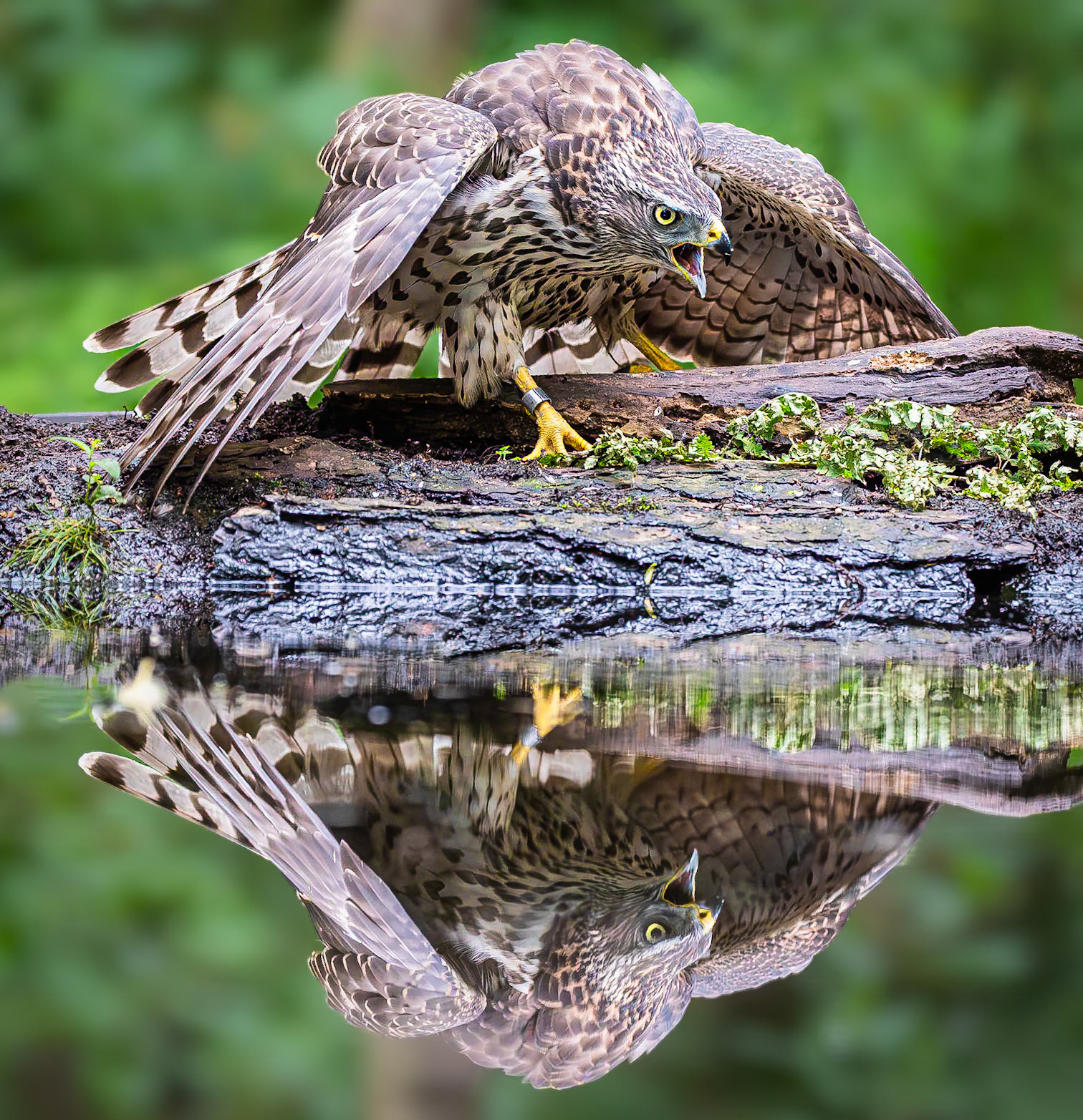 Havik / Northern Goshawk (Accipiter gentilis)