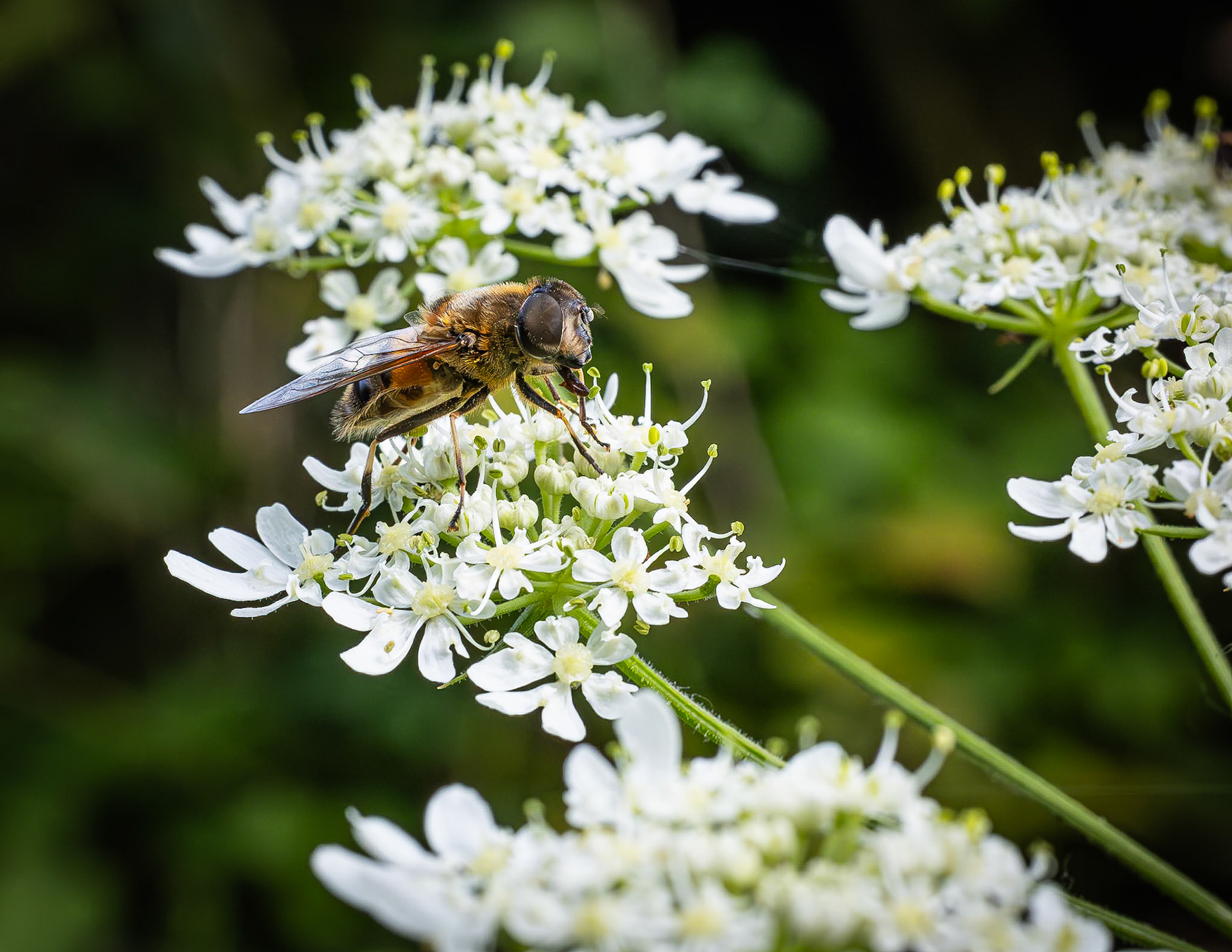 Onvoorspelbare bijvlieg (Eristalis similis)