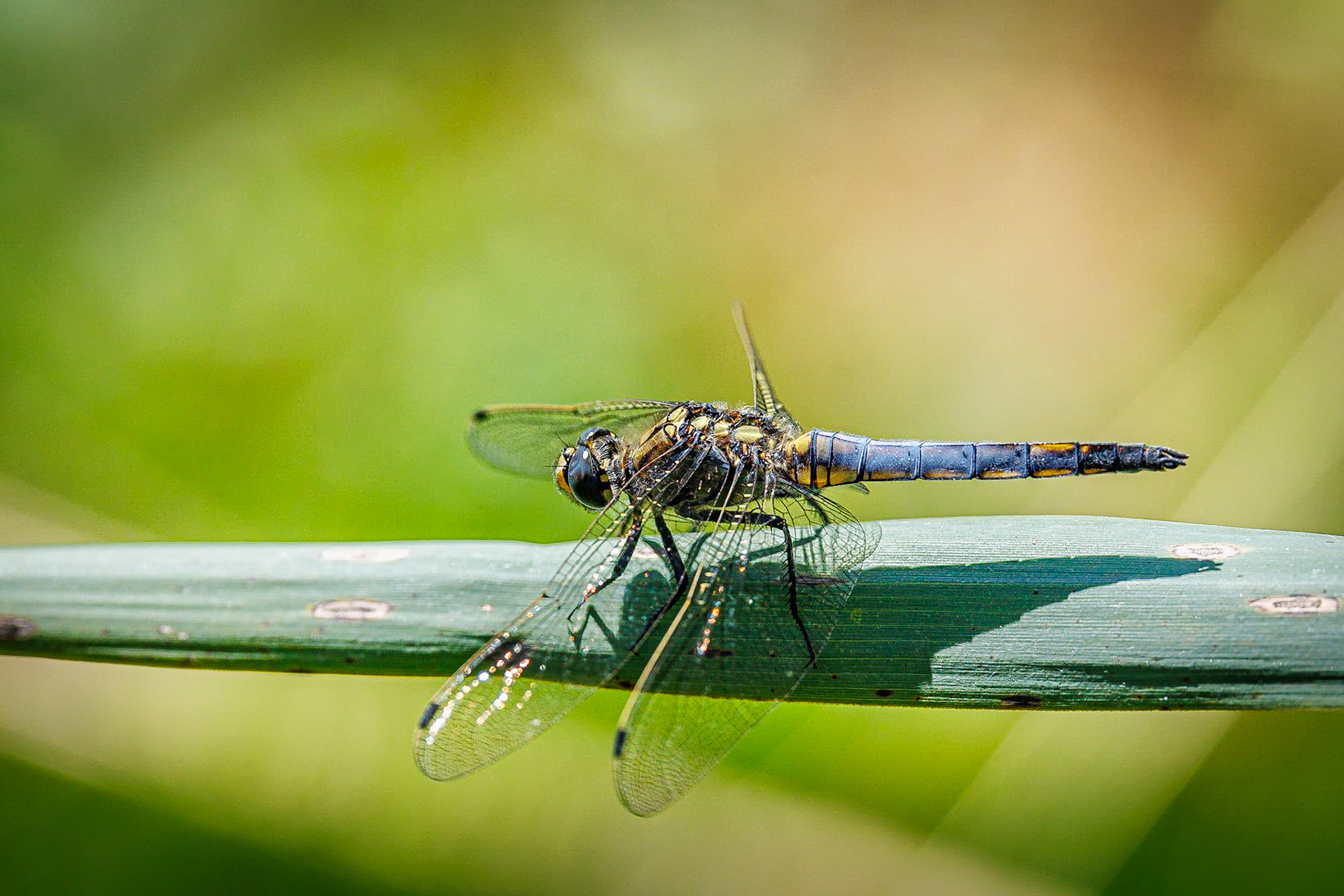 Gewone oeverlibel / Black-tailed skimmer (Orthetrum cancellatum)