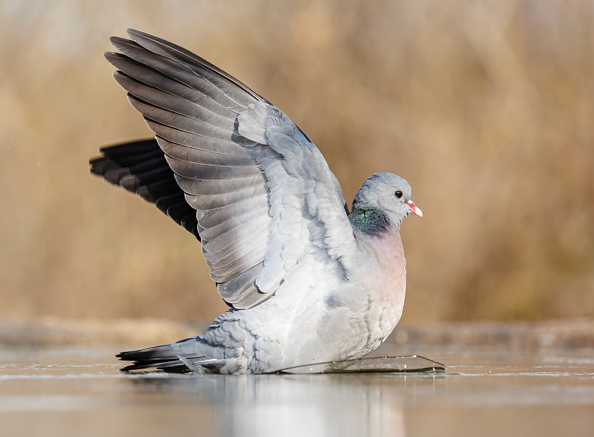Holenduif / Stock Dove (Columba oenas)