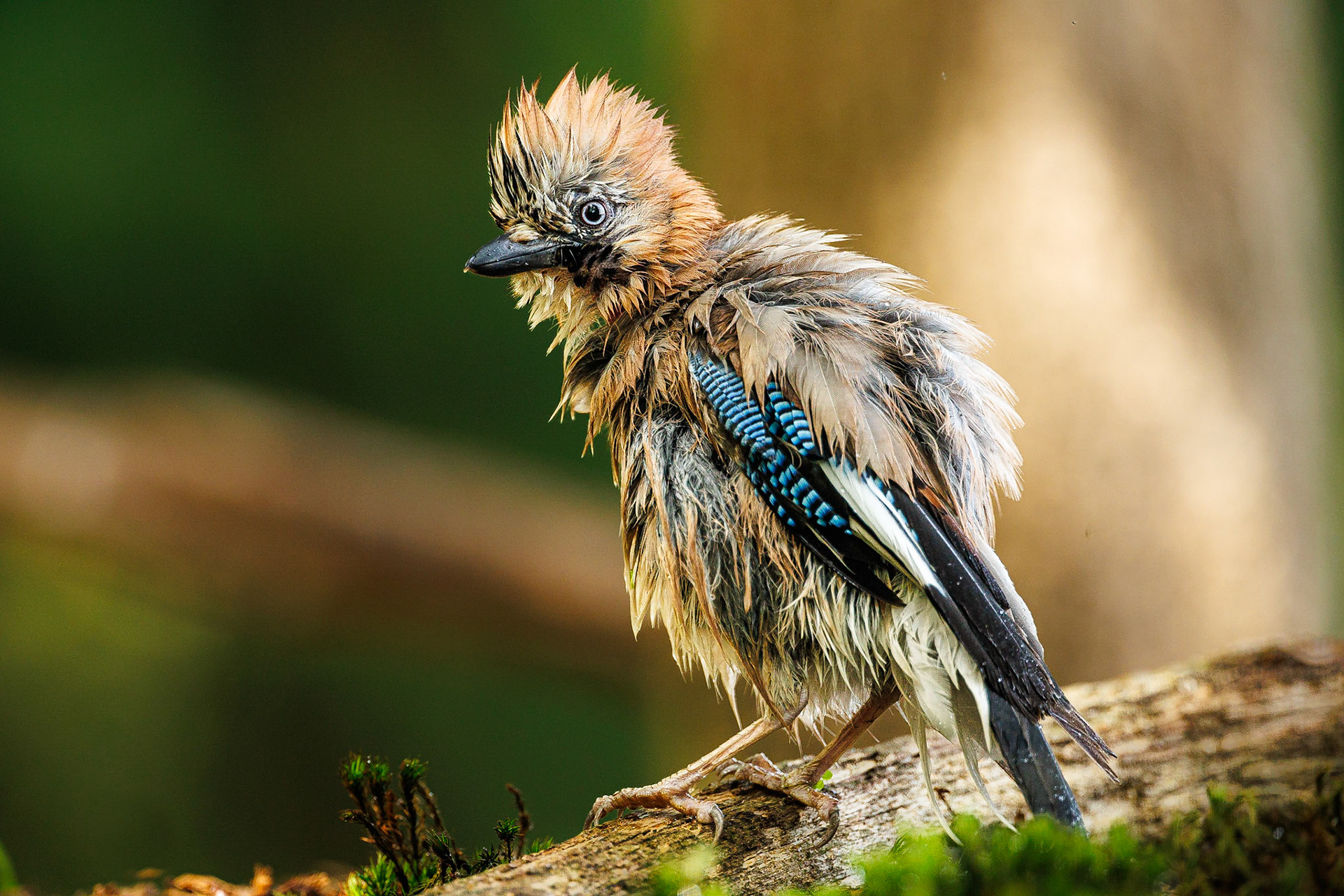 Gaai / Eurasian jay (Garrulus glandarius)