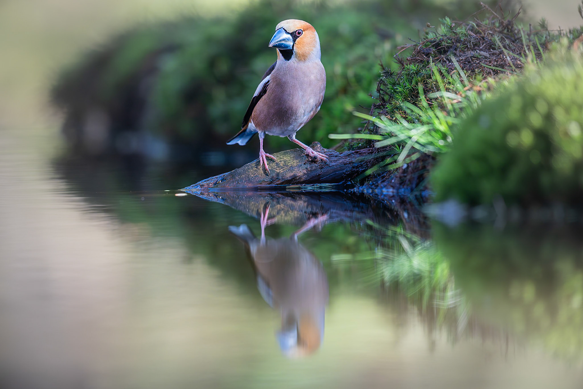 Appelvink / Hawfinch (Coccothraustes coccothraustes)