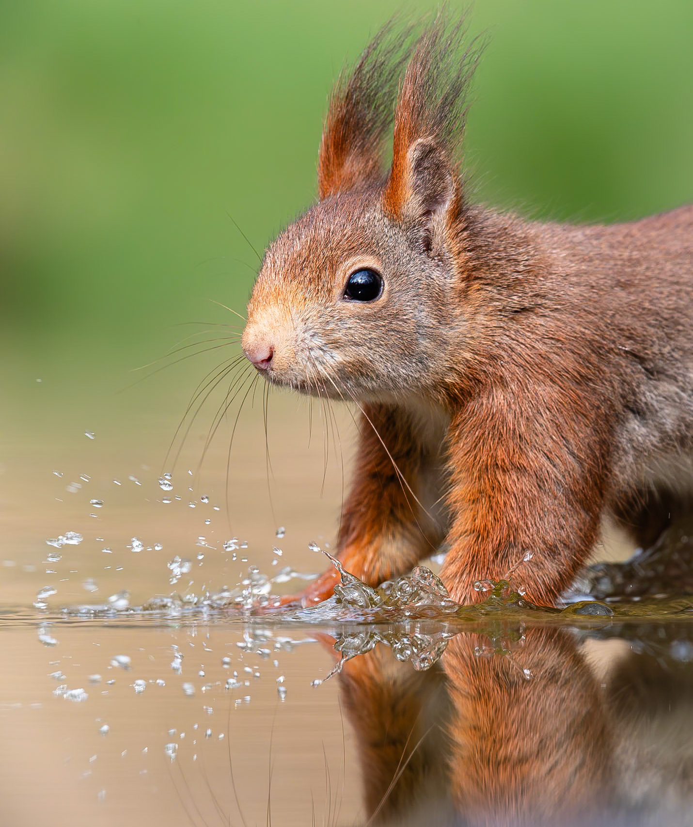 Eekhoorn / Eurasian red squirrel (Sciurus vulgaris)