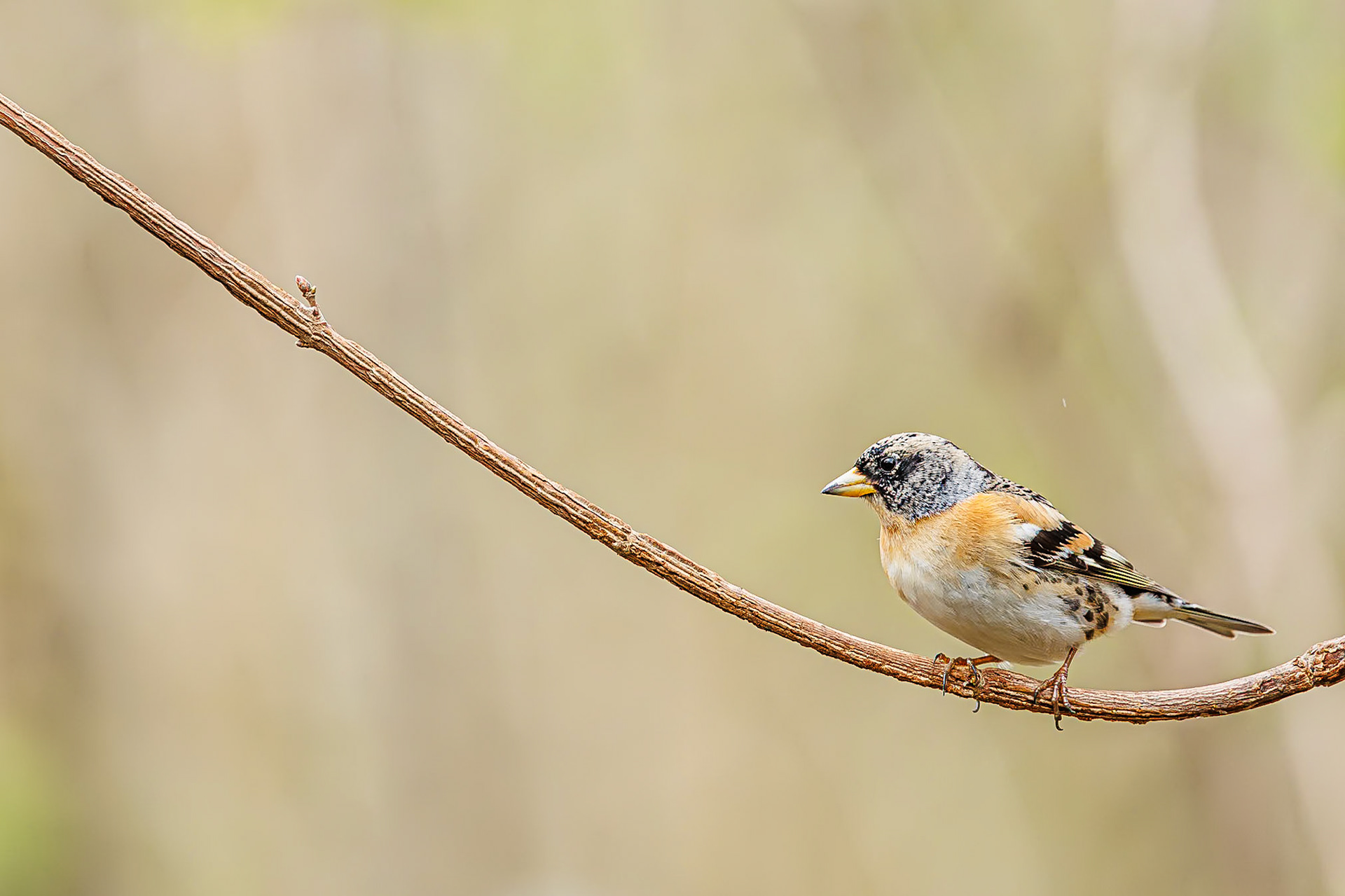 Keep / Brambling (Fringilla montifringilla)