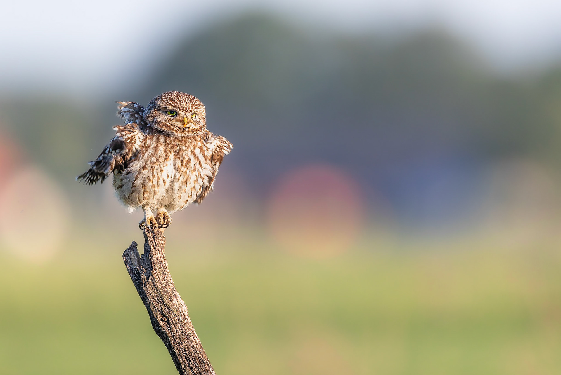 Steenuil / Little Owl (Athene noctua)