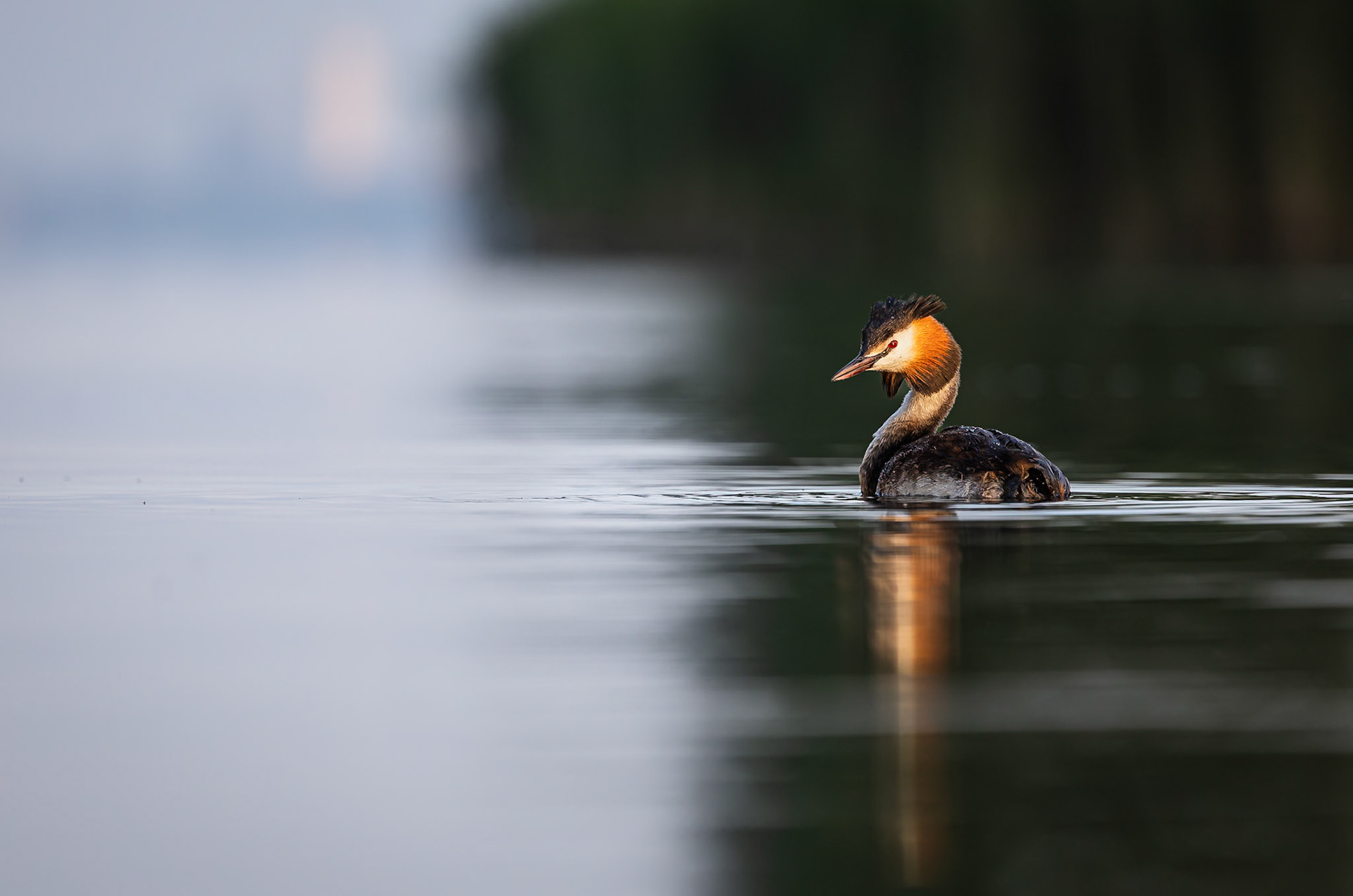 Fuut / Great crested grebe (Podiceps cristatos)
