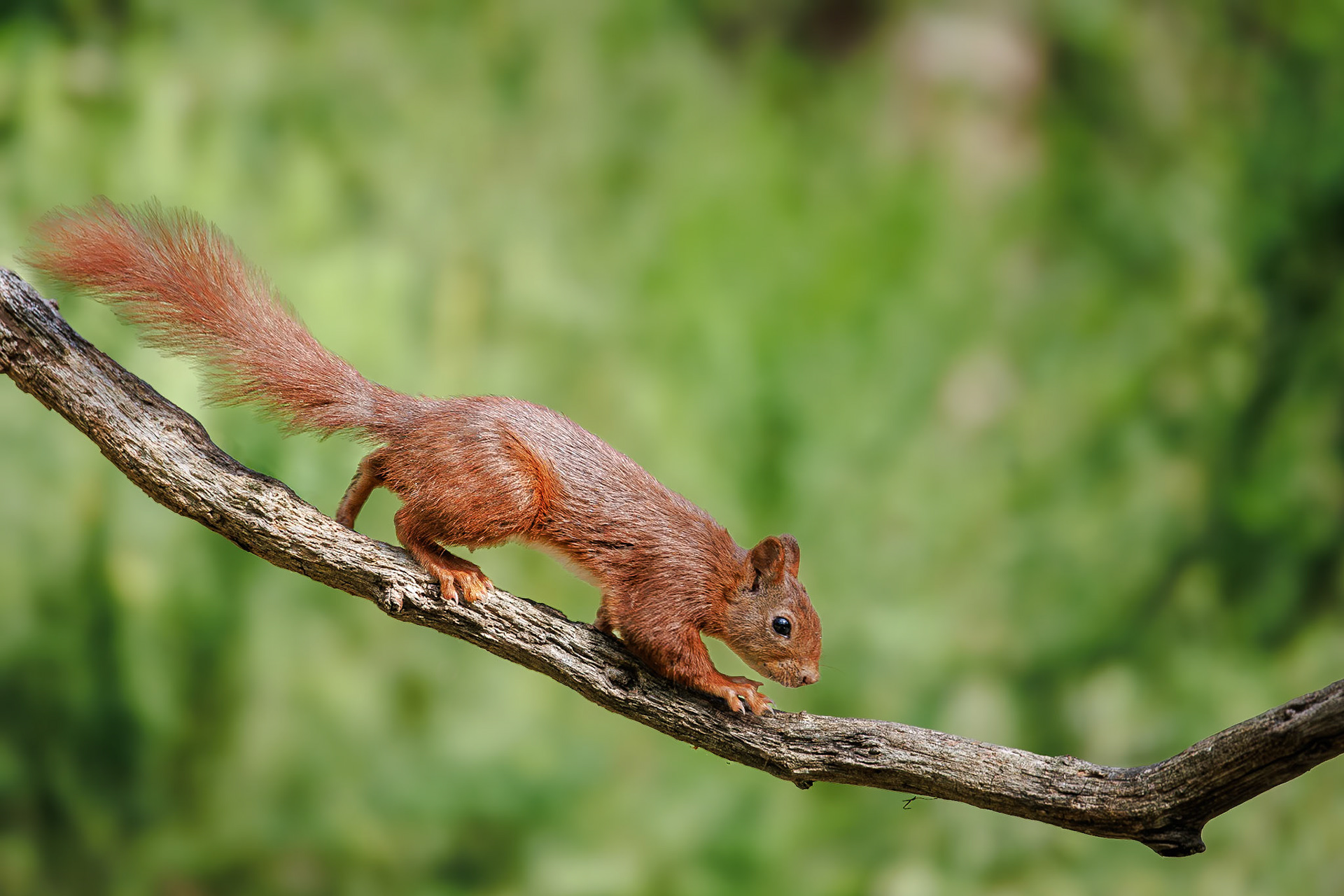 Eekhoorn / Eurasian red squirrel (Sciurus vulgaris)