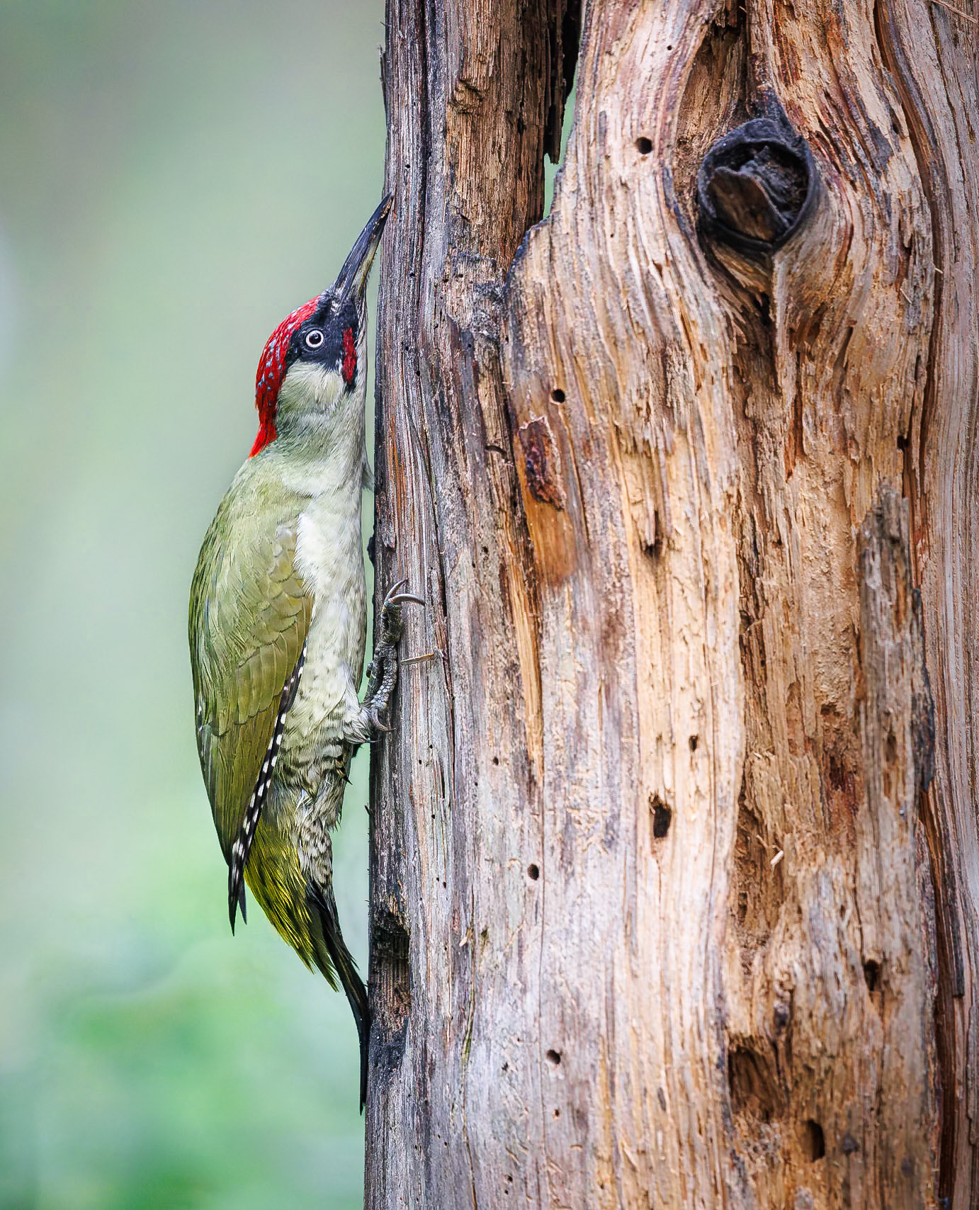Groene specht / European green woodpecker (Picus viridis)