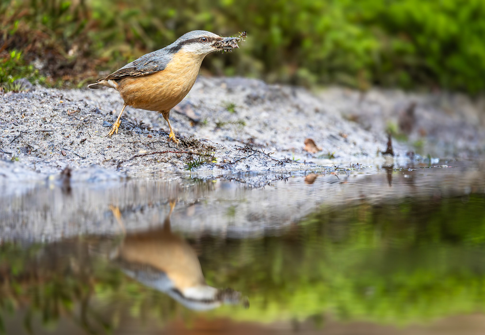 Boomklever / Eurasian nuthatch (Sitta europaea)
