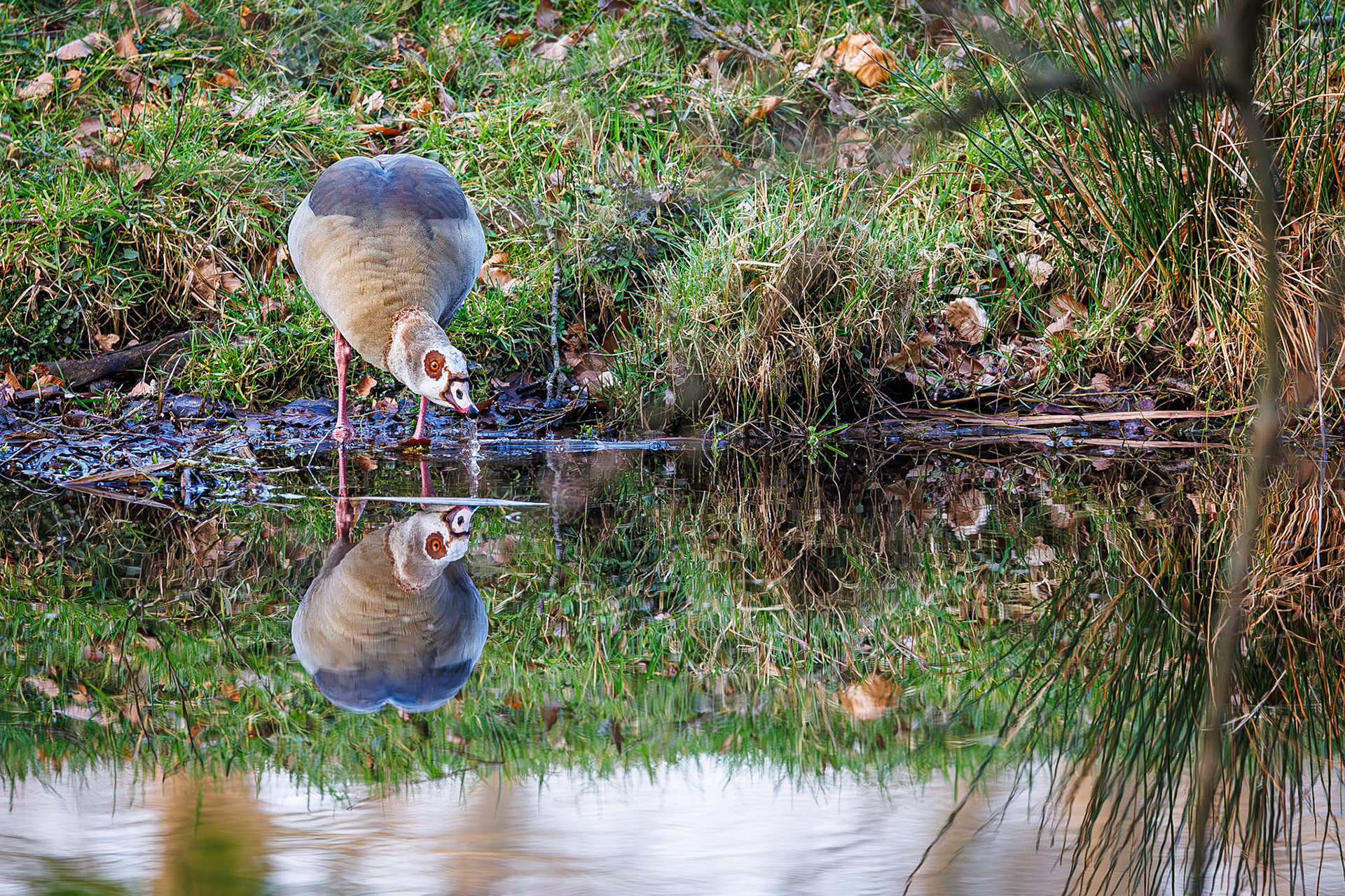 Nijlgans / Egyptian goose (Alopochen aegyptiaca)