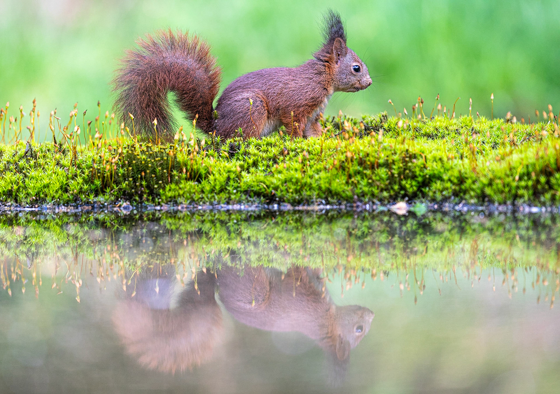 Eekhoorn / Eurasian red squirrel (Sciurus vulgaris)