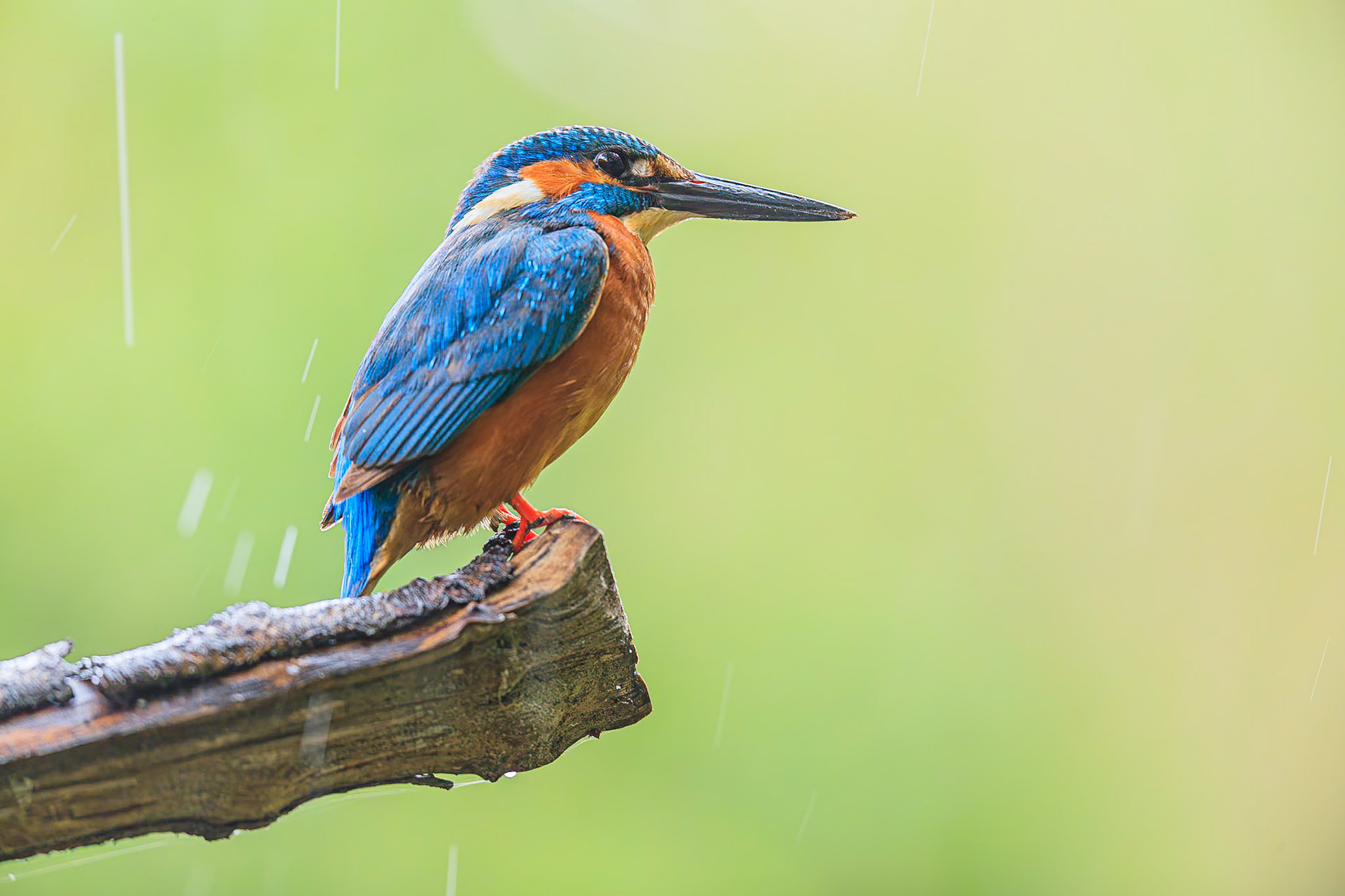 IJsvogel / Common kingfisher (Alcedo atthis)