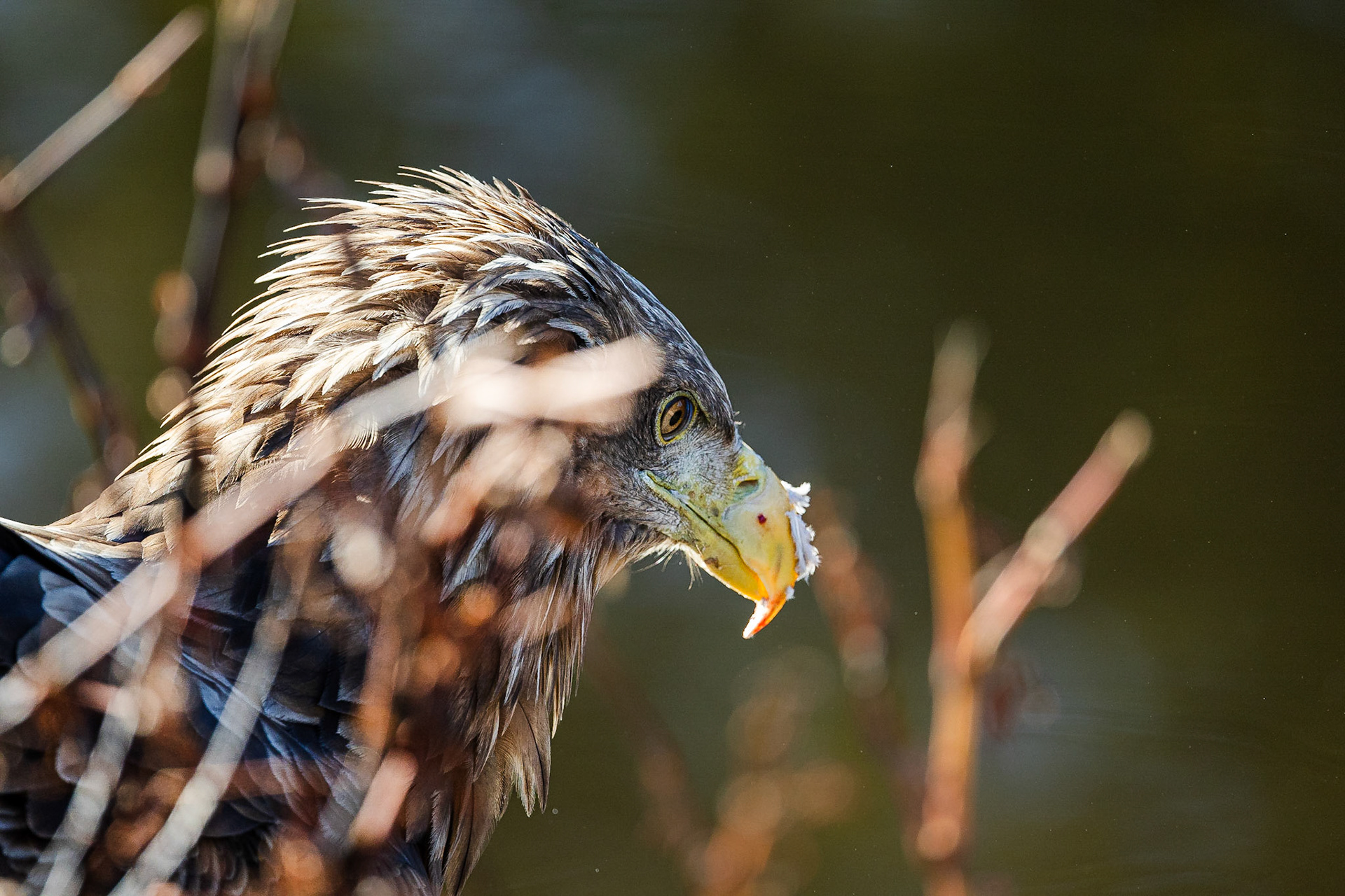 Zeearend / White-tailed eagle (Haliaeetus albicilla)