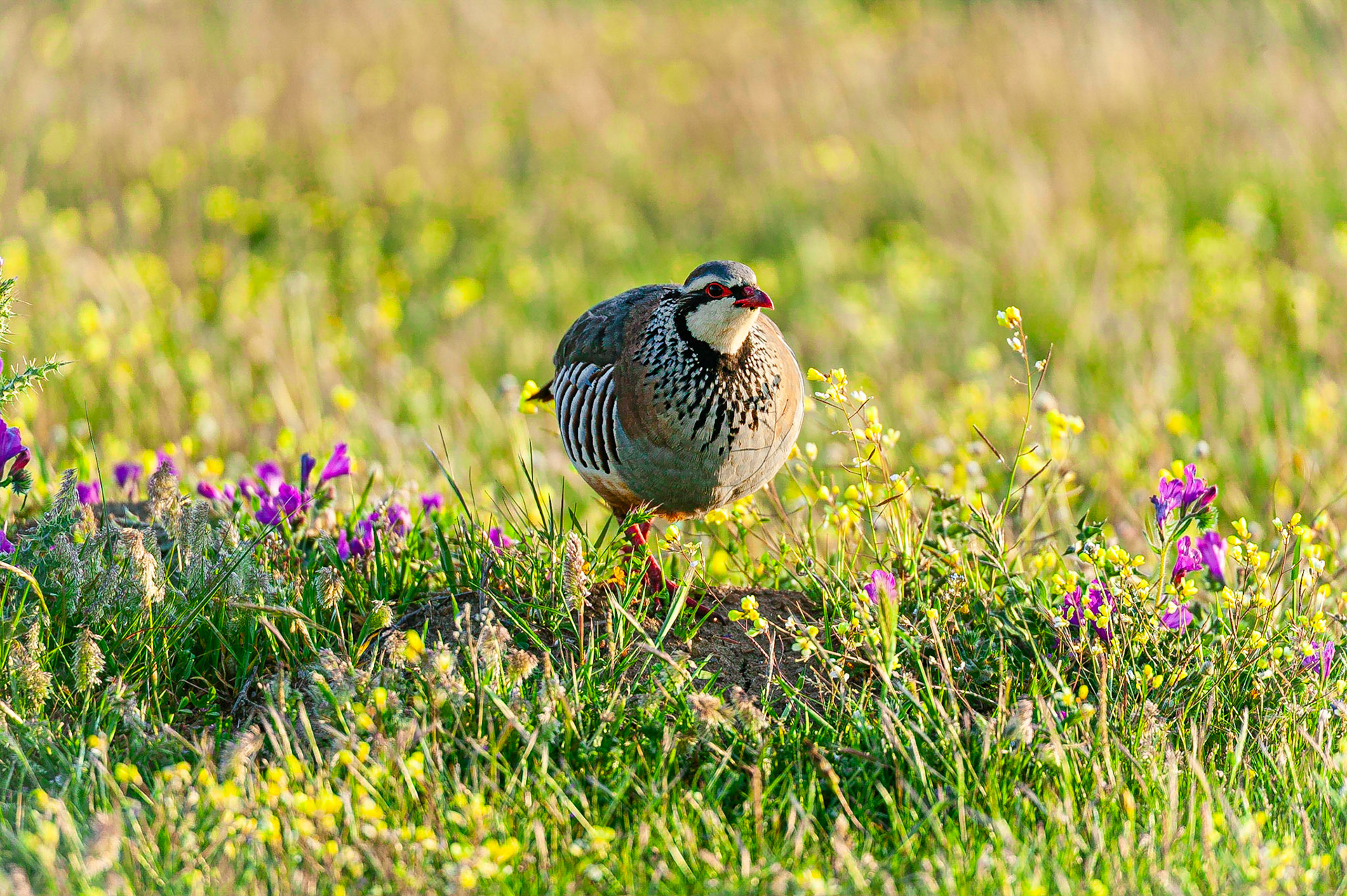 Rode Patrijs / Red-legged Partridge (Alectoris rufa)