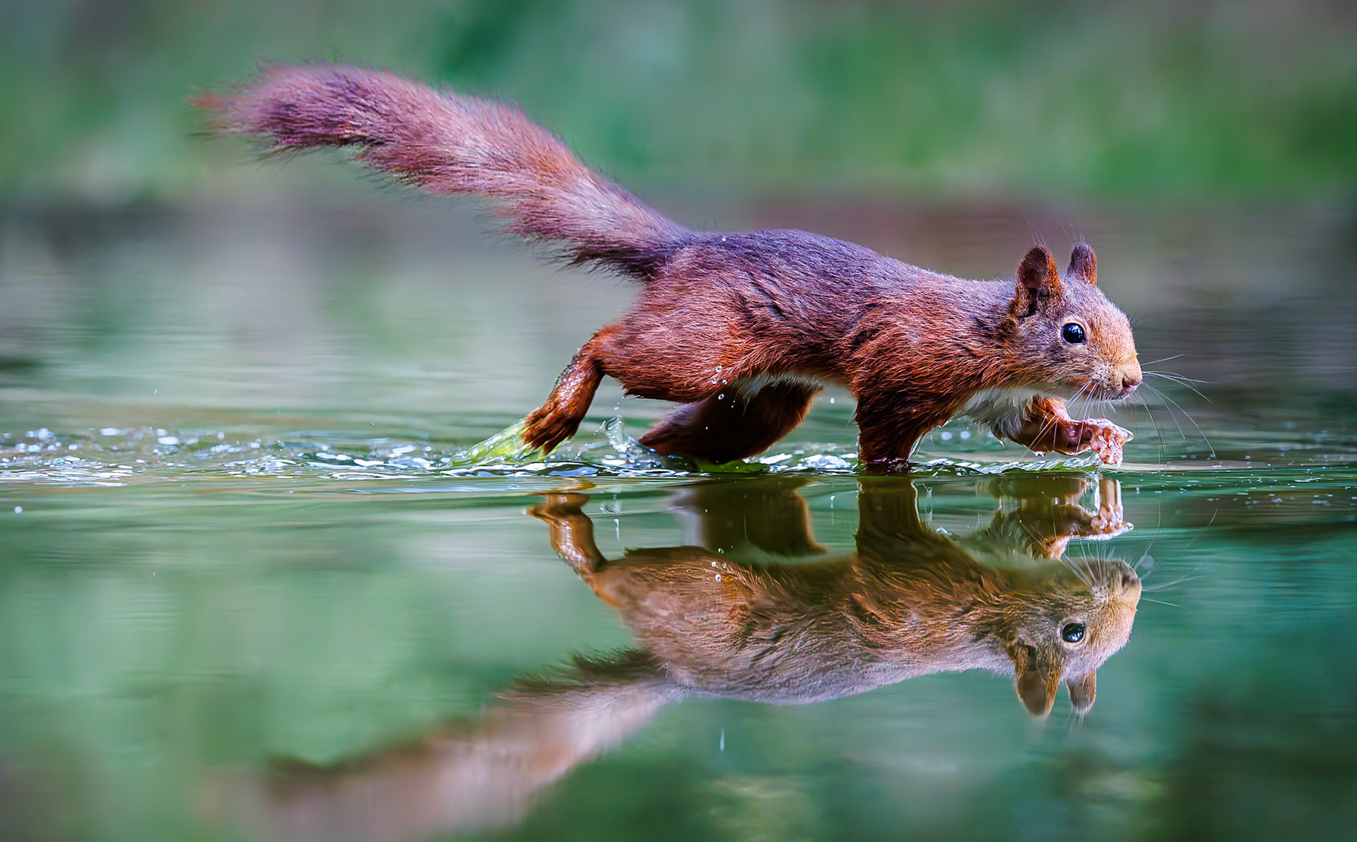 Eekhoorn / Eurasian red squirrel (Sciurus vulgaris)