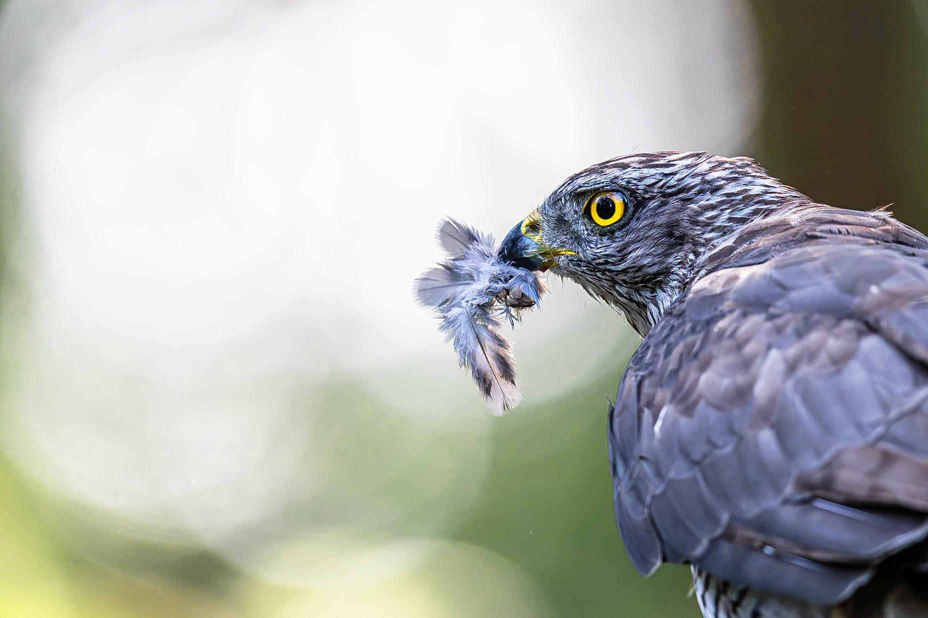 Havik / Northern Goshawk (Accipiter gentilis)