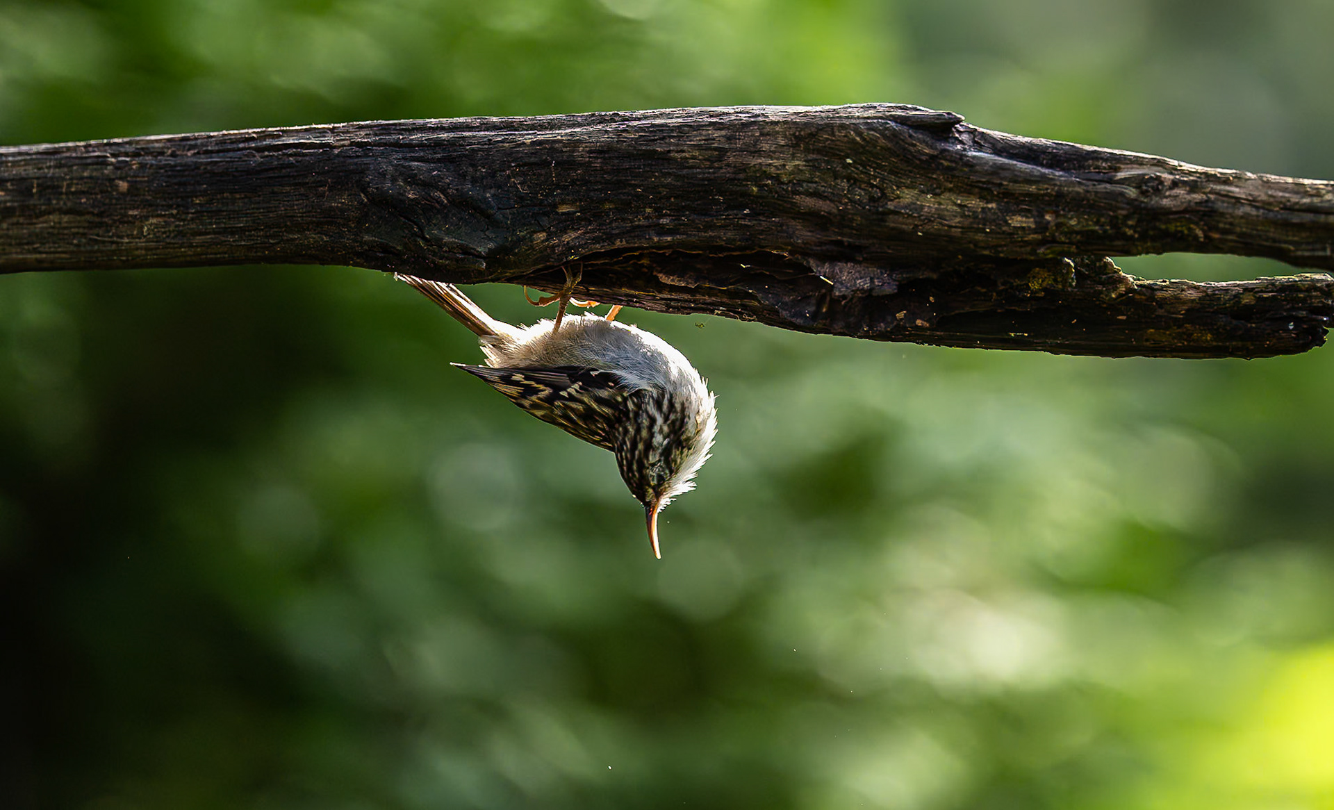 Boomkruiper / Short-toed treecreeper (Certhia brachydactyla)
