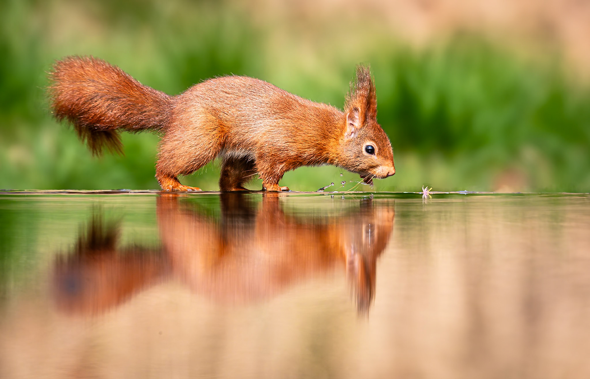 Eekhoorn / Eurasian red squirrel (Sciurus vulgaris)