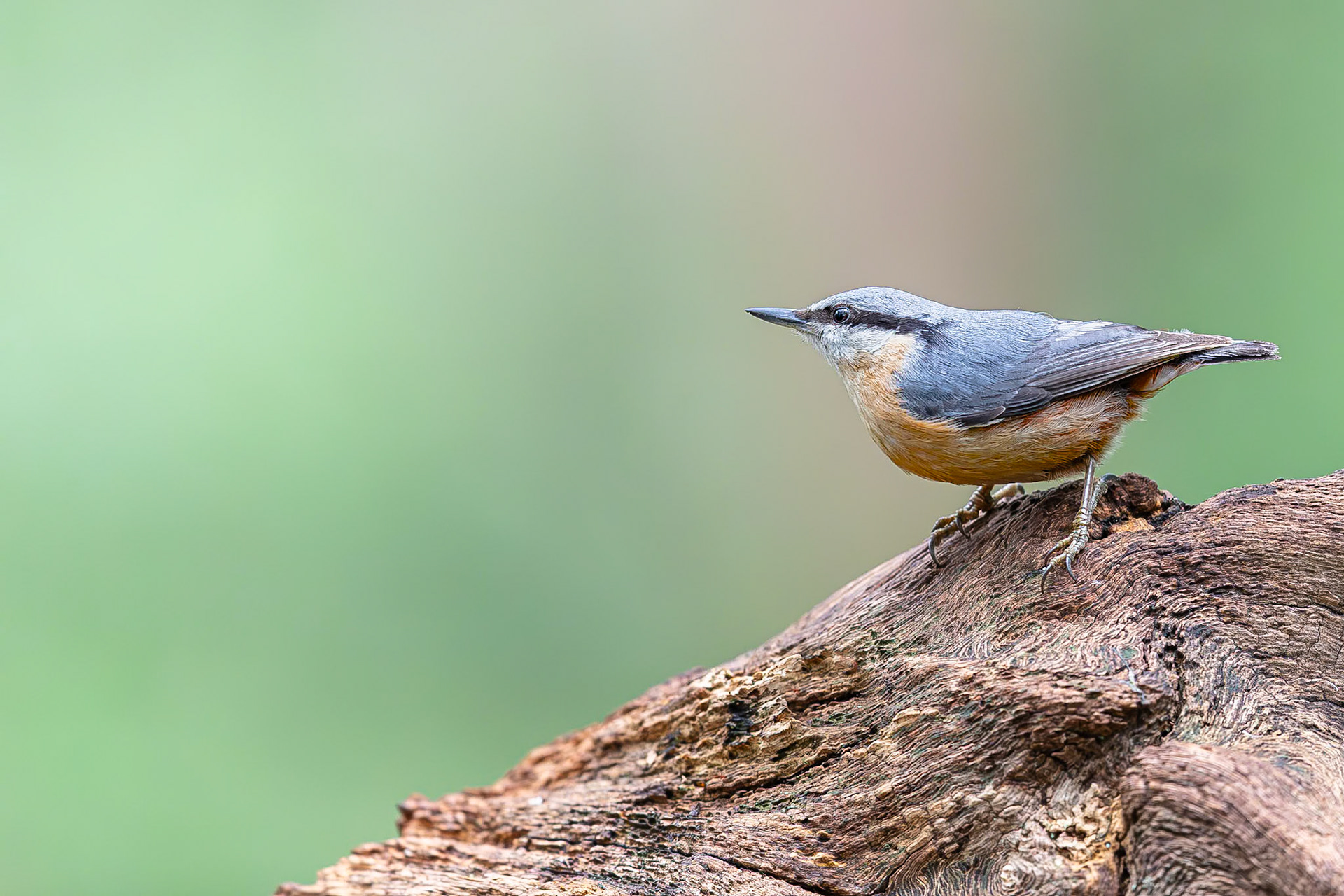 Boomklever / Eurasian nuthatch (Sitta europaea)