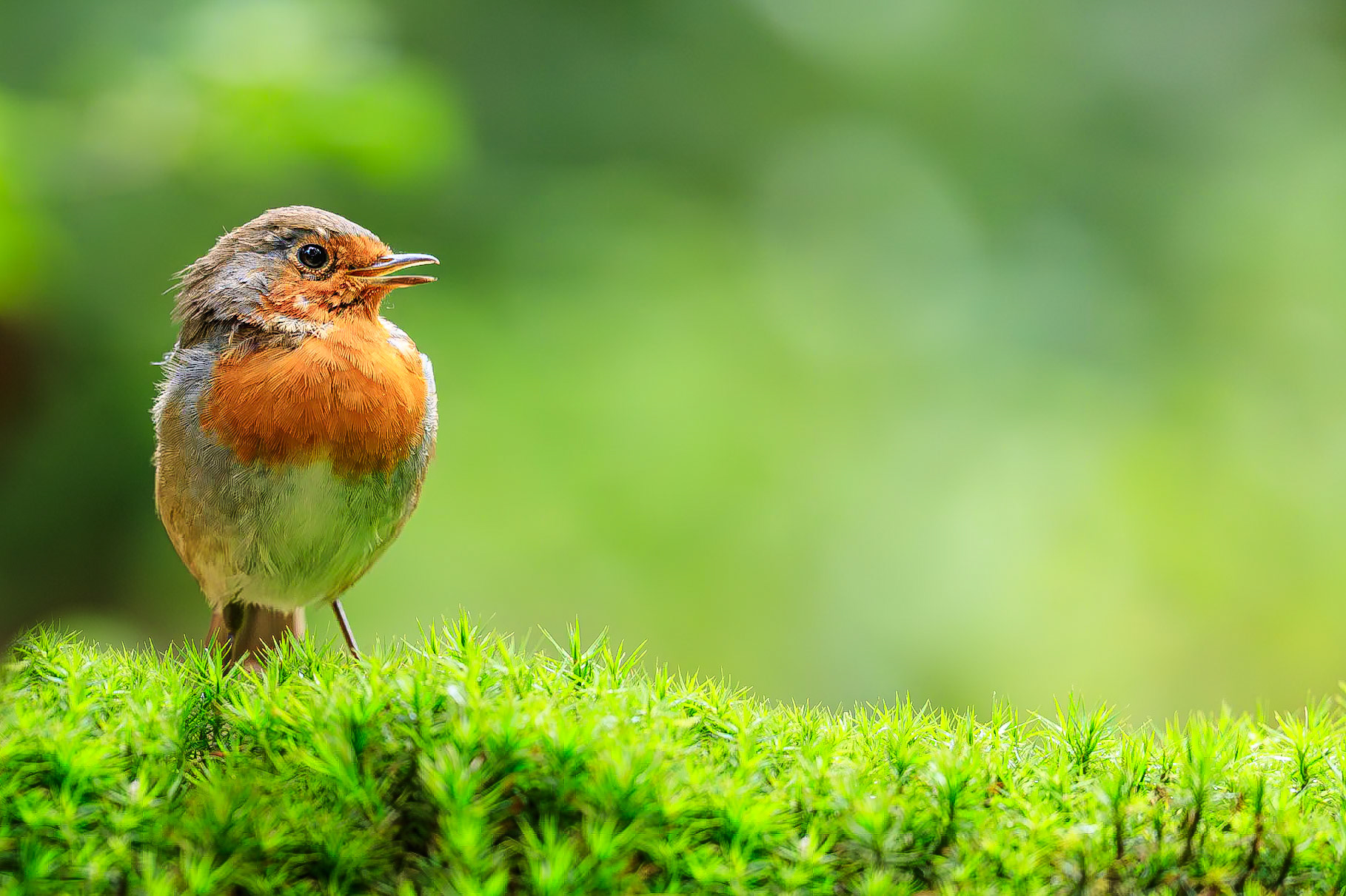 Roodborstje / European Robin (Erithacus rubecula)