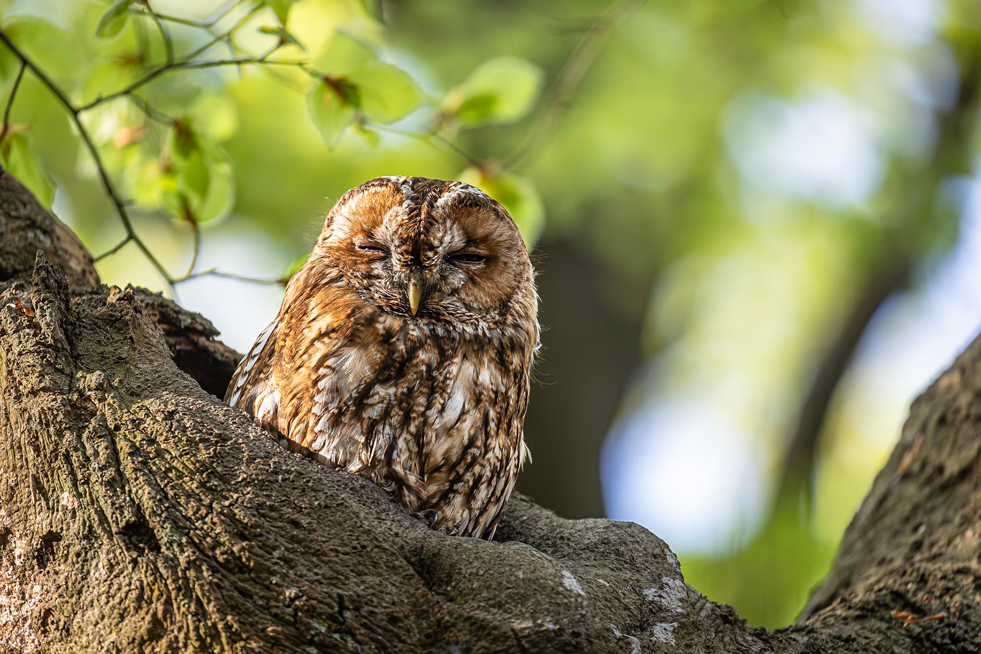 Bosuil / Tawny owl (Strix aluco)