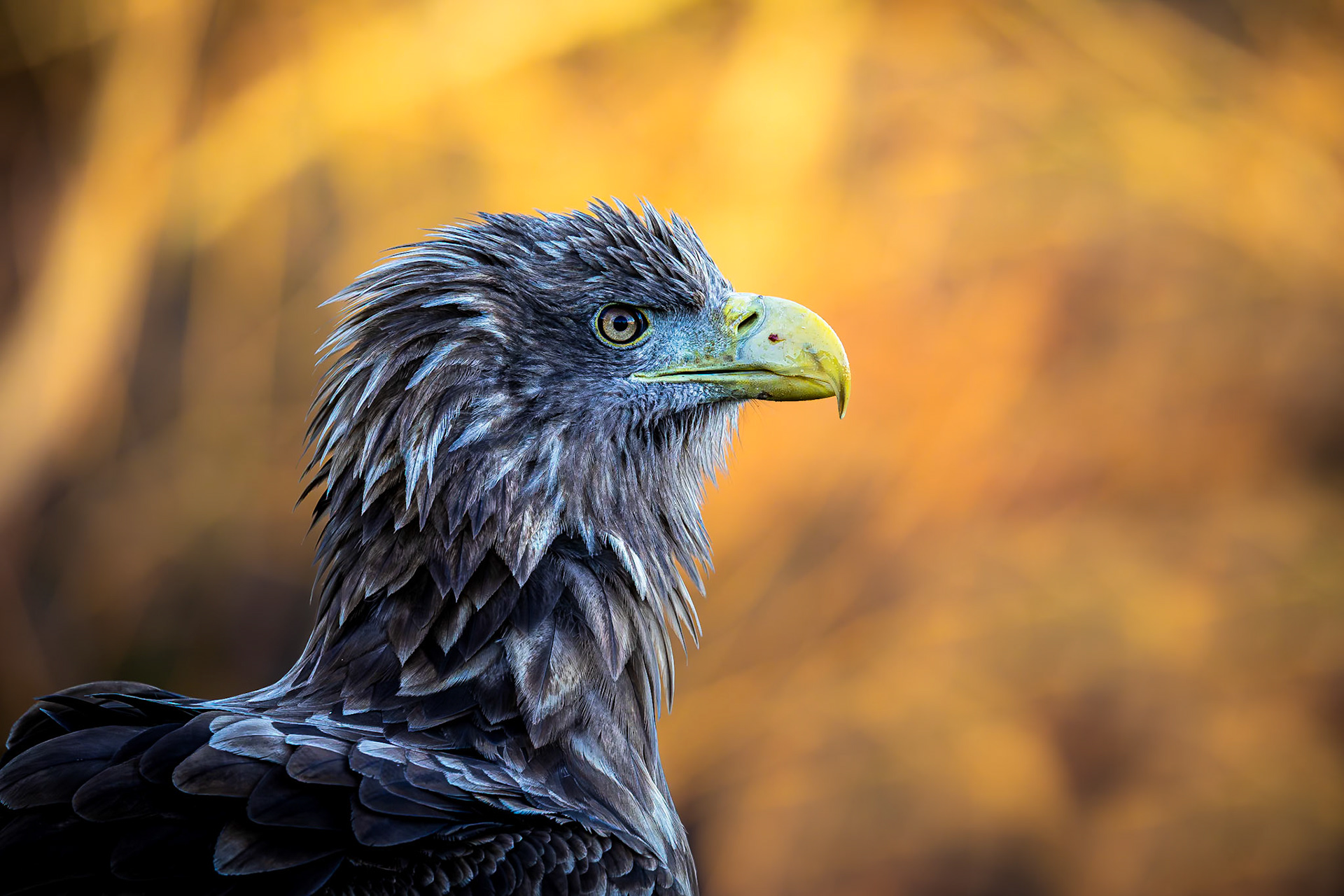Zeearend / White-tailed eagle (Haliaeetus albicilla)